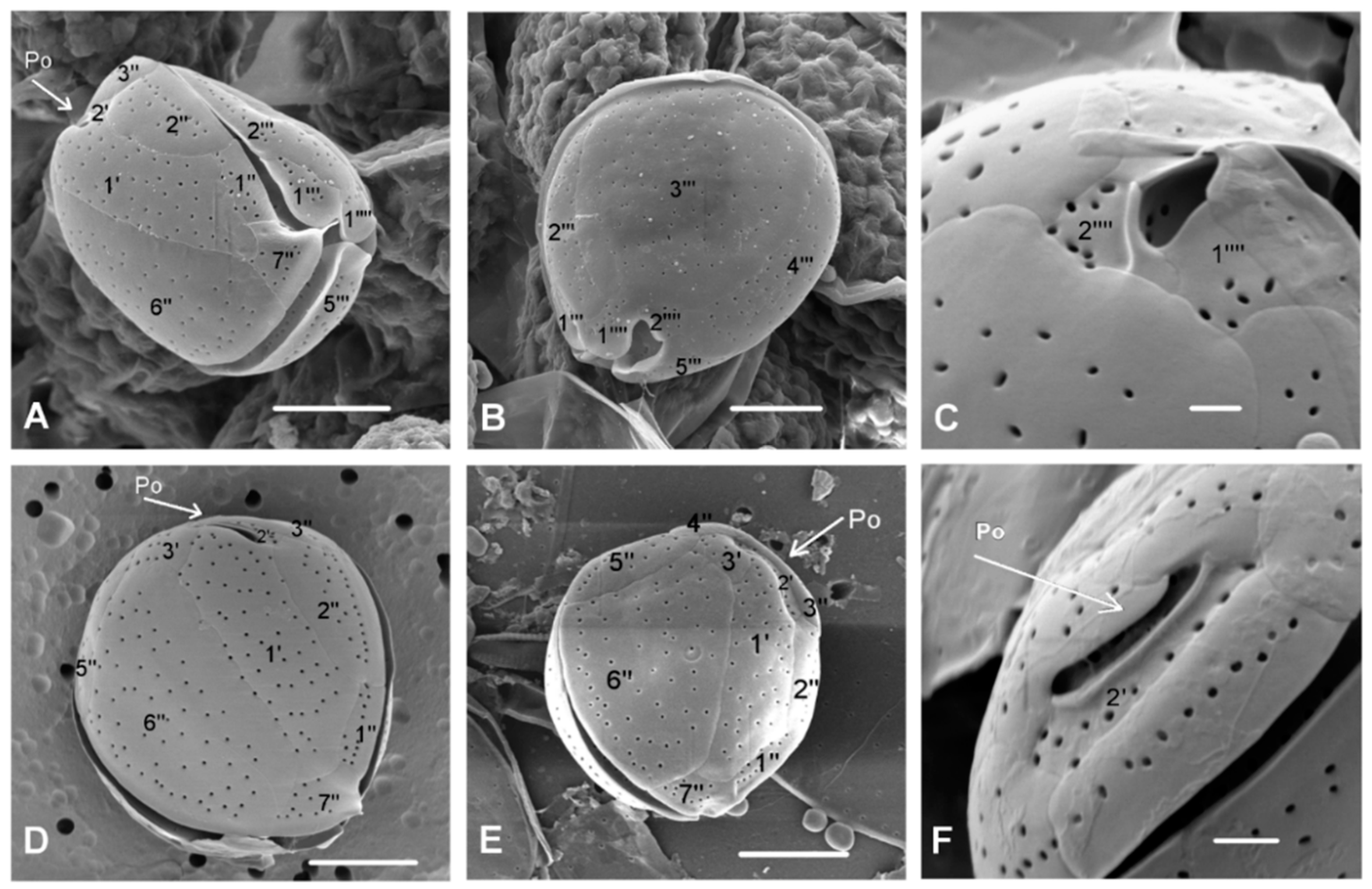 Toxins 11 00300 g005 Toxins 11 00300 g005