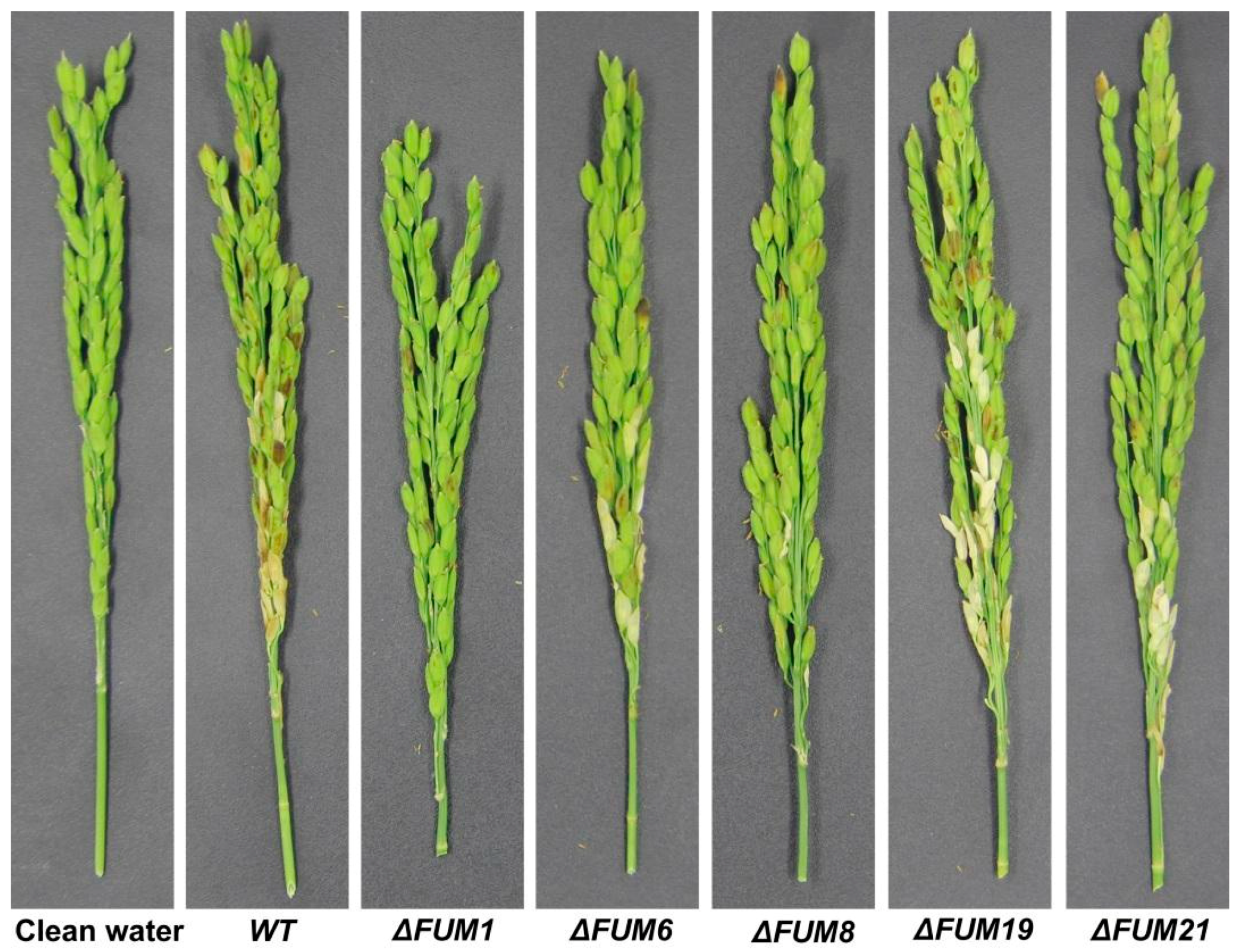 Toxins 11 00327 g005
