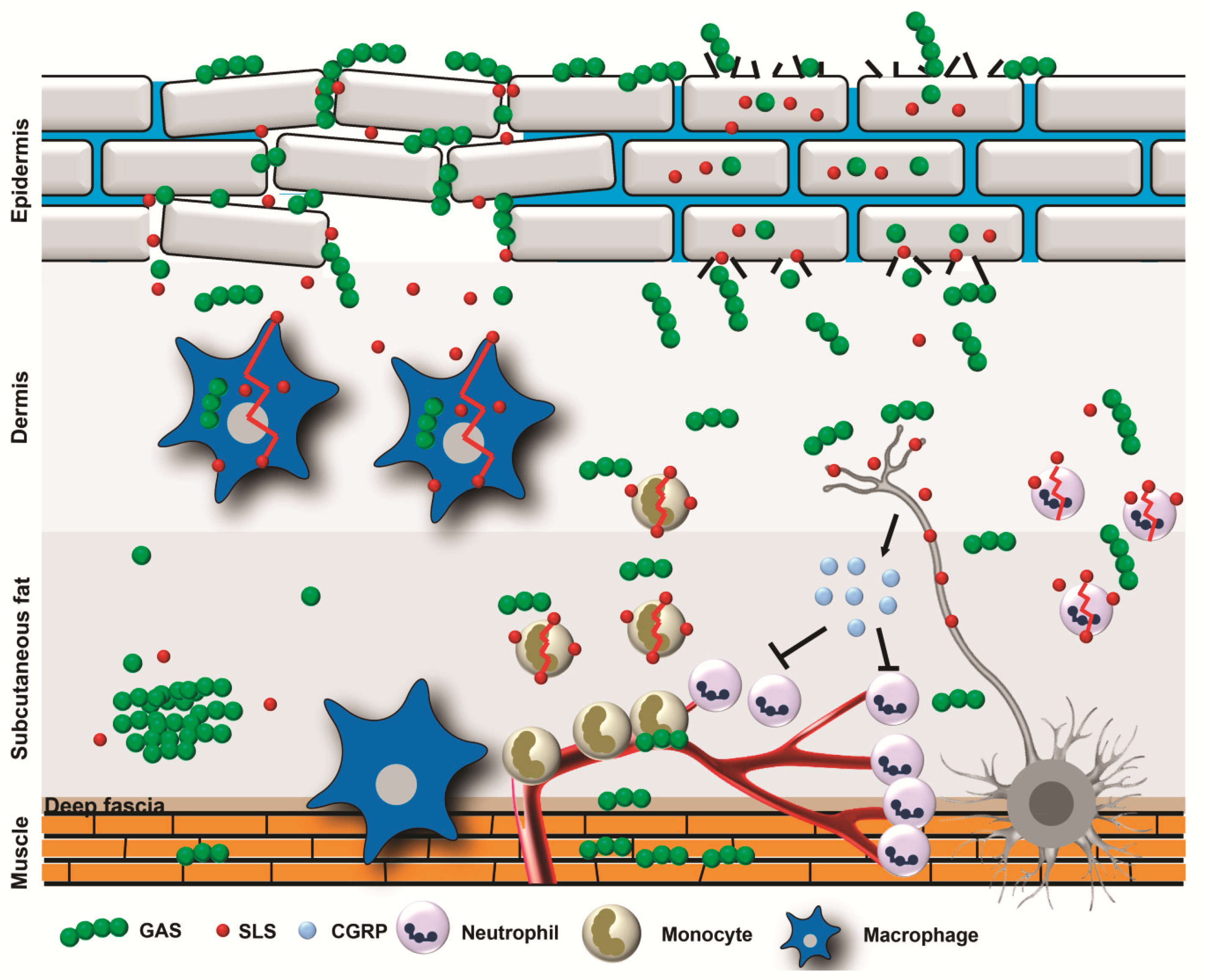 Toxins 11 00332 g003