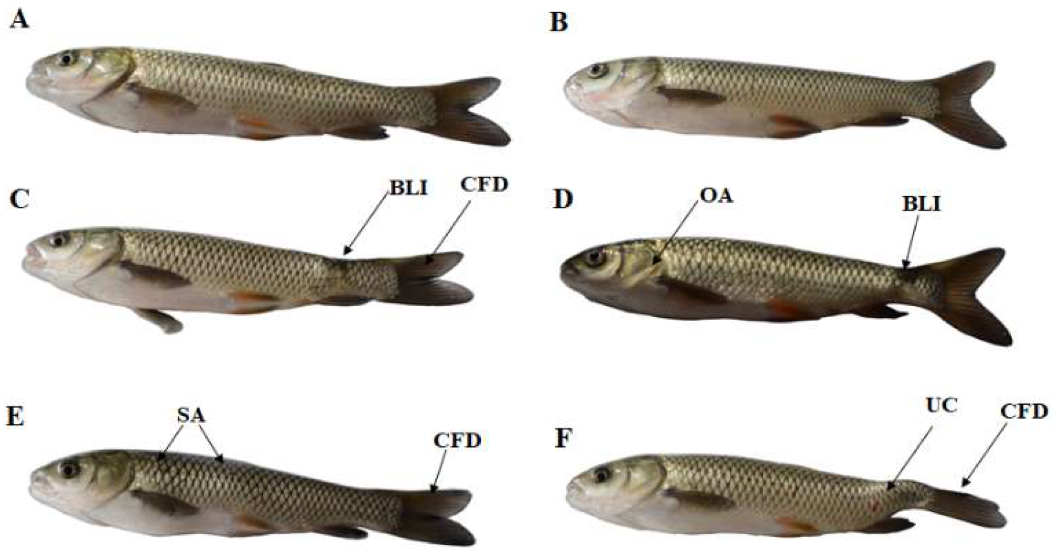 Toxins 11 00333 g001 Toxins 11 00333 g001