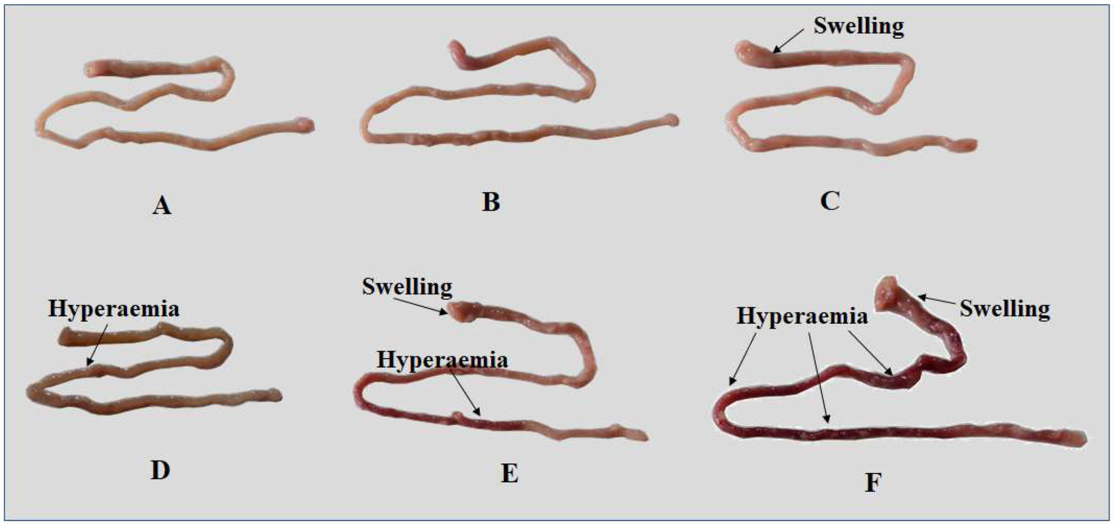 Toxins 11 00333 g002 Toxins 11 00333 g002