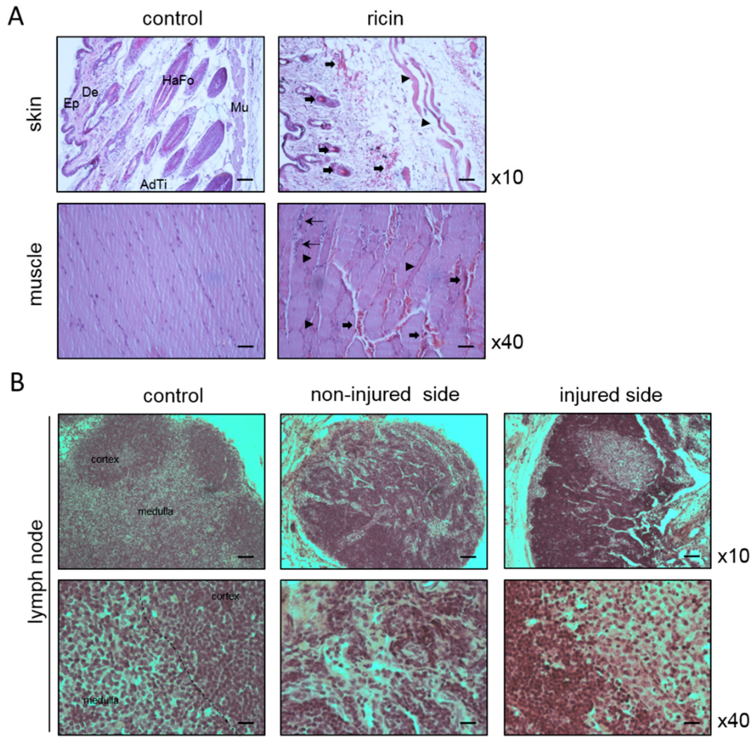 Toxins 11 00344 g001