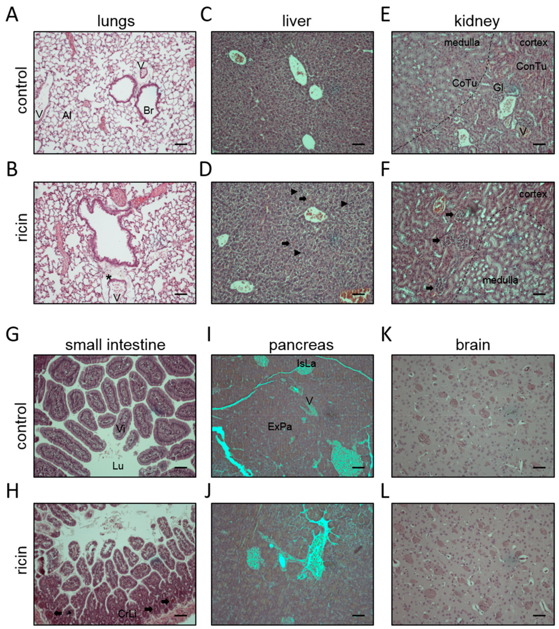 Toxins 11 00344 g002