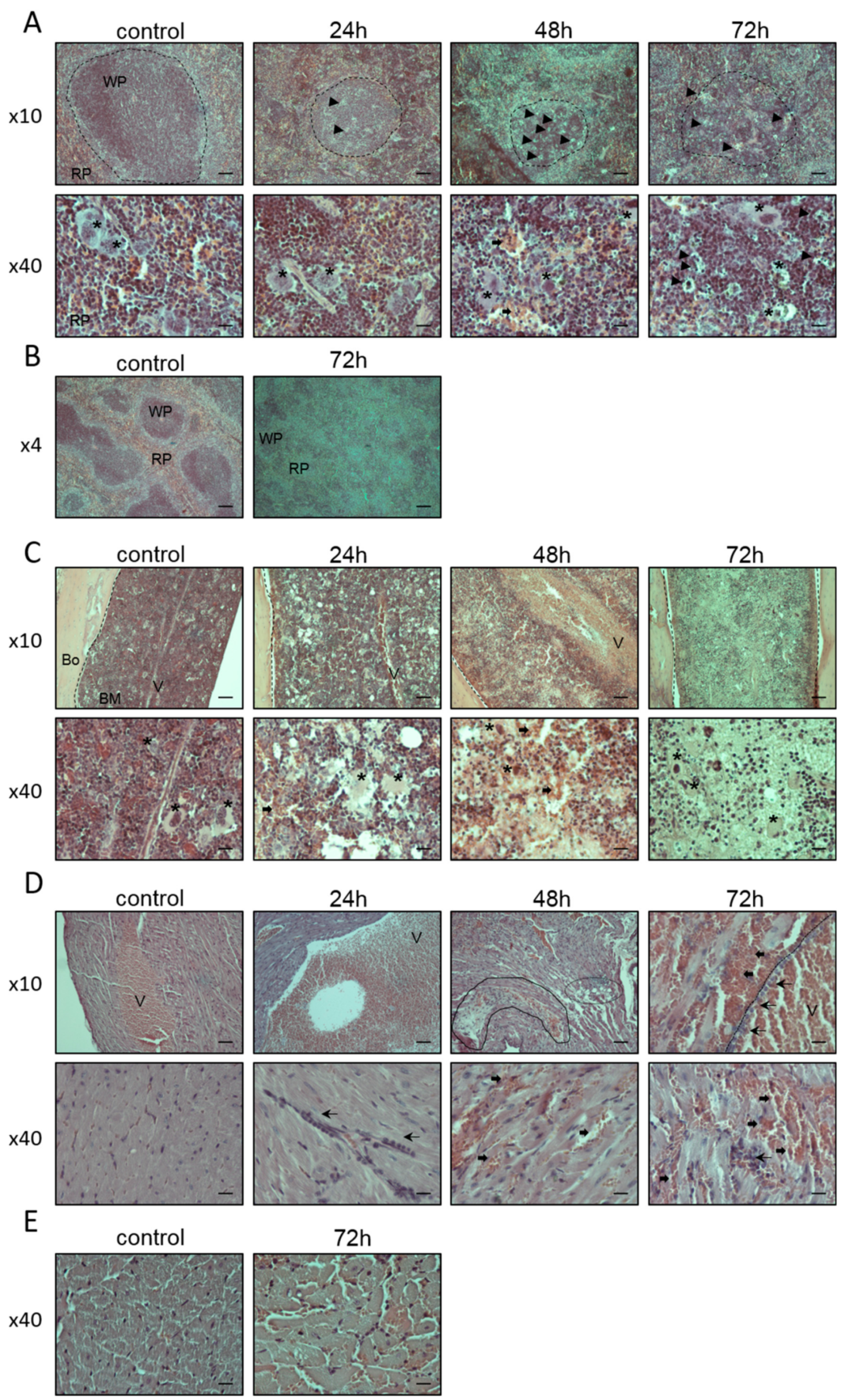Toxins 11 00344 g003
