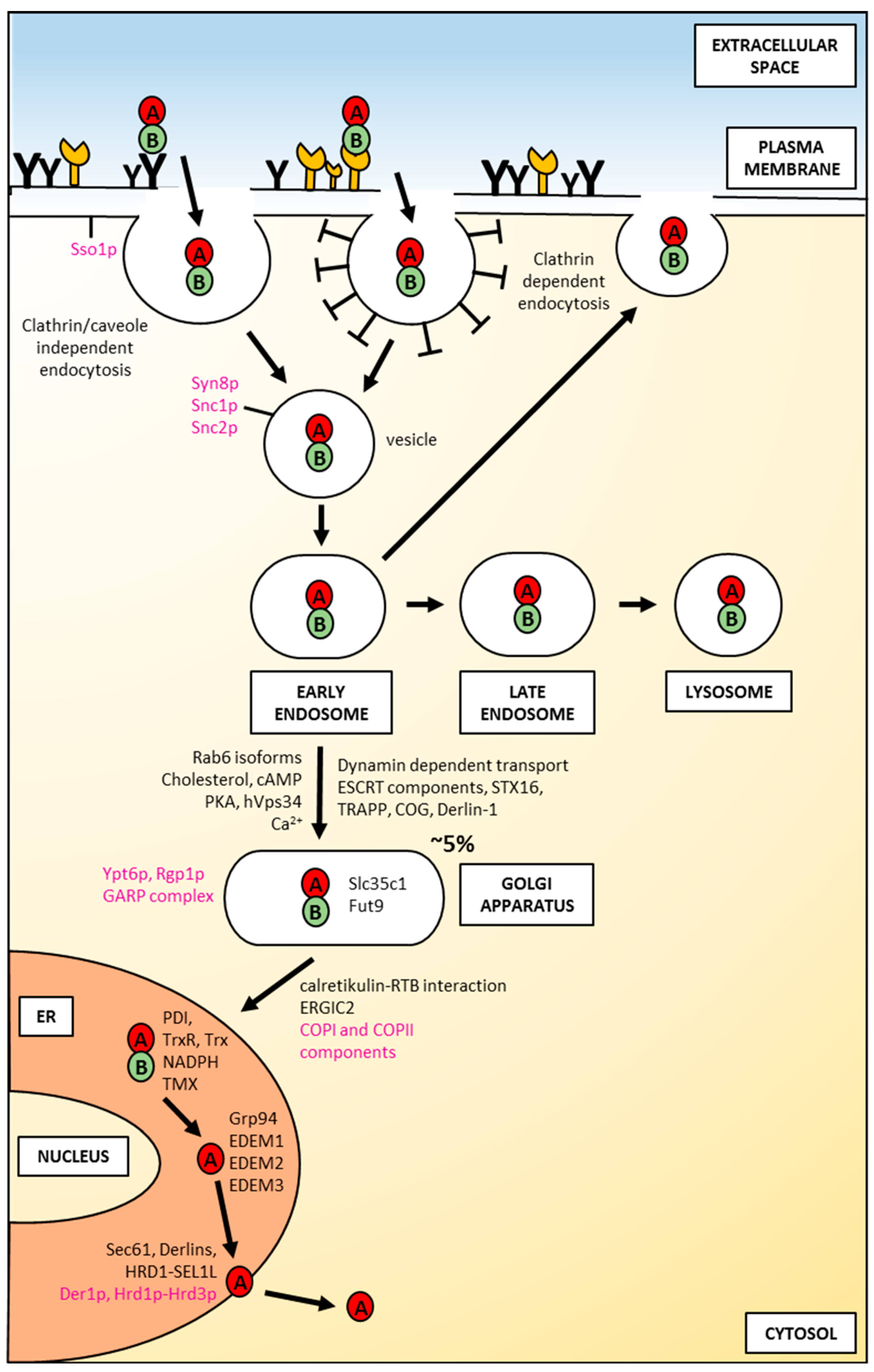 Toxins 11 00350 g003