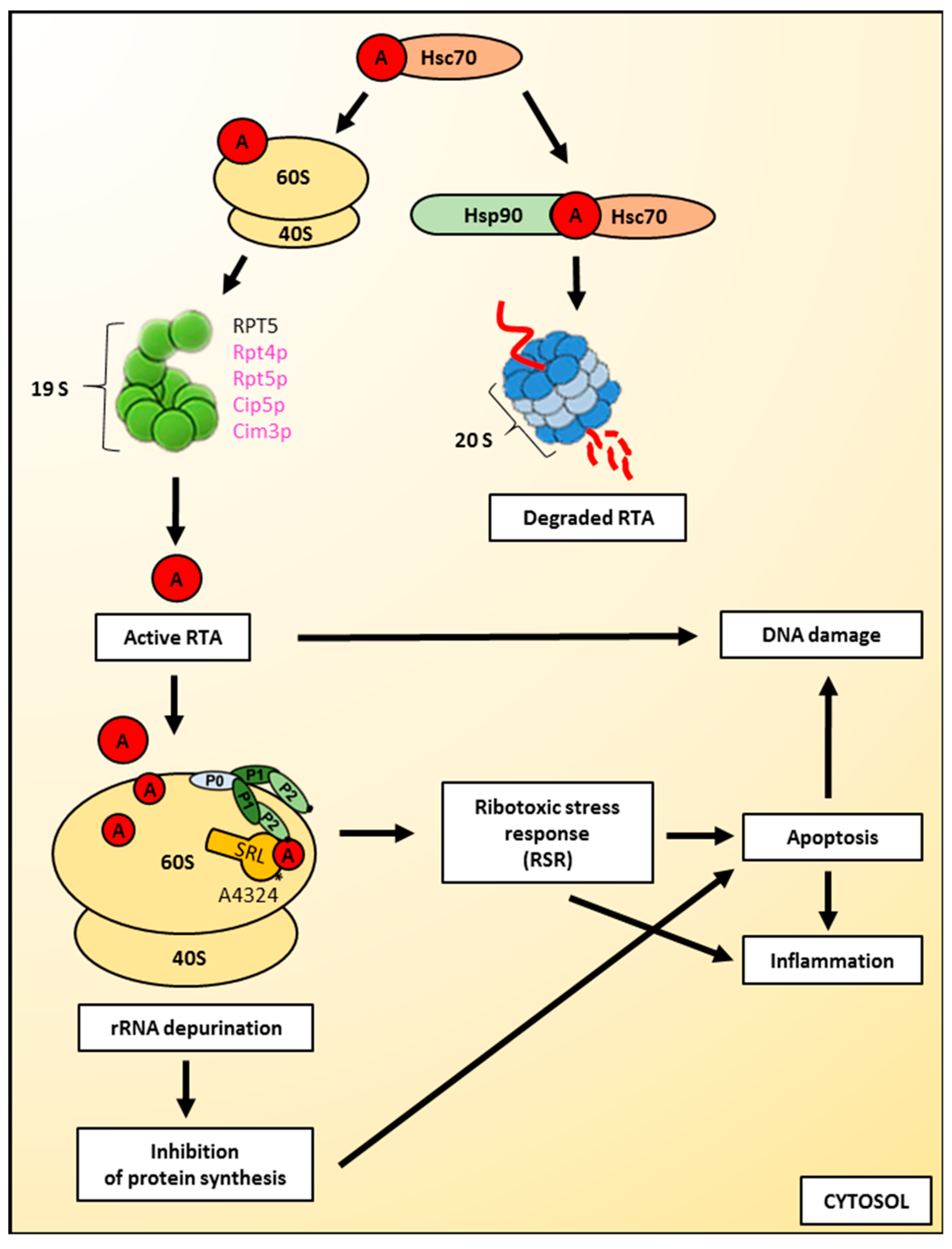 Toxins 11 00350 g004