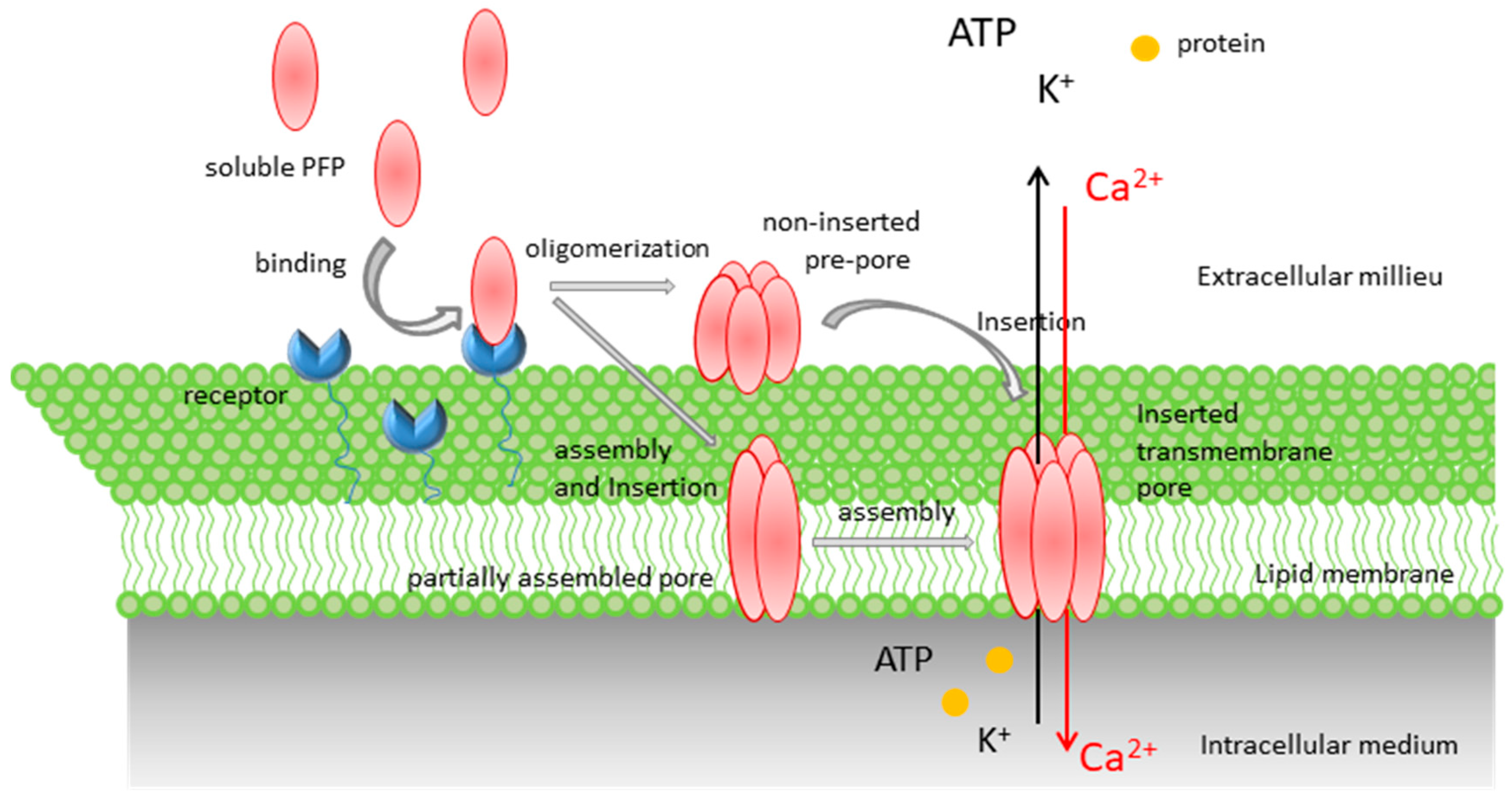 Toxins 11 00354 g001 Toxins 11 00354 g001