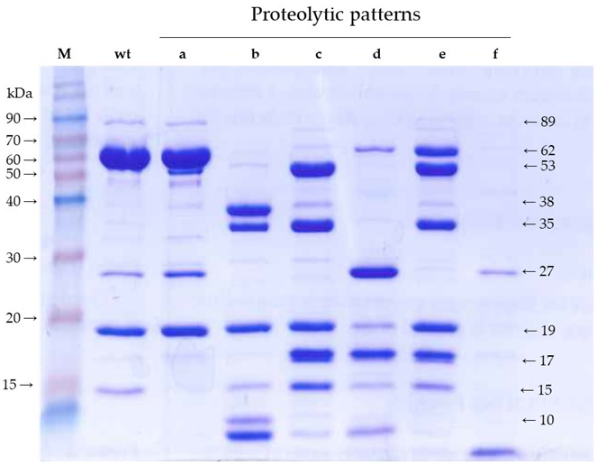 Toxins 11 00368 g001 Toxins 11 00368 g001
