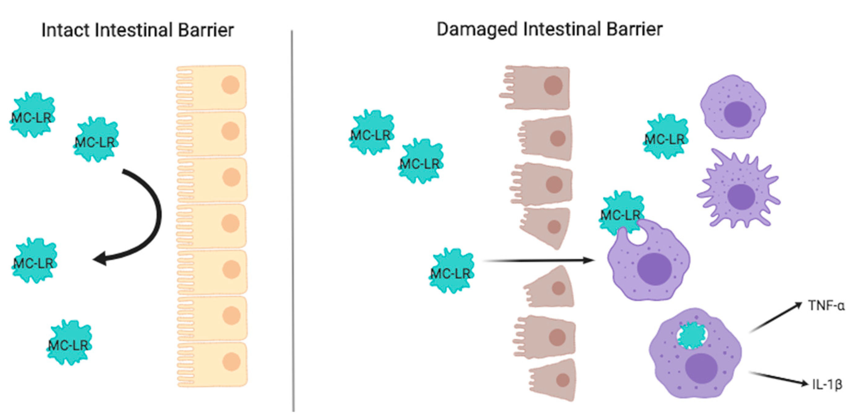 Toxins 11 00371 g008