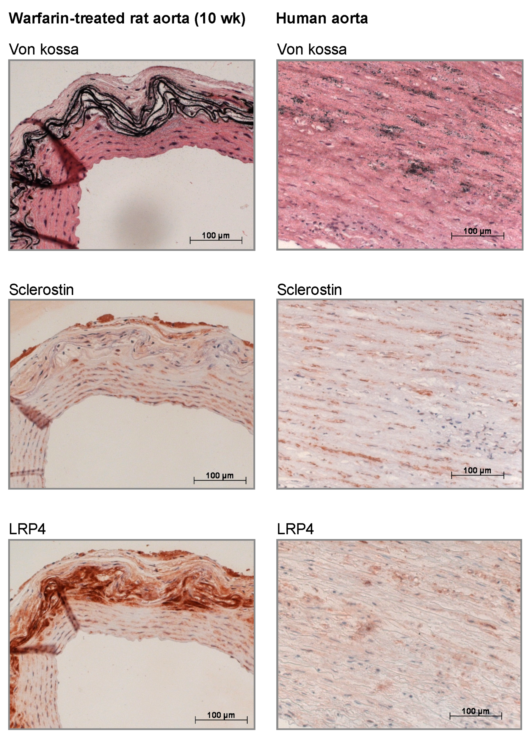 Toxins 11 00428 g006 Toxins 11 00428 g006