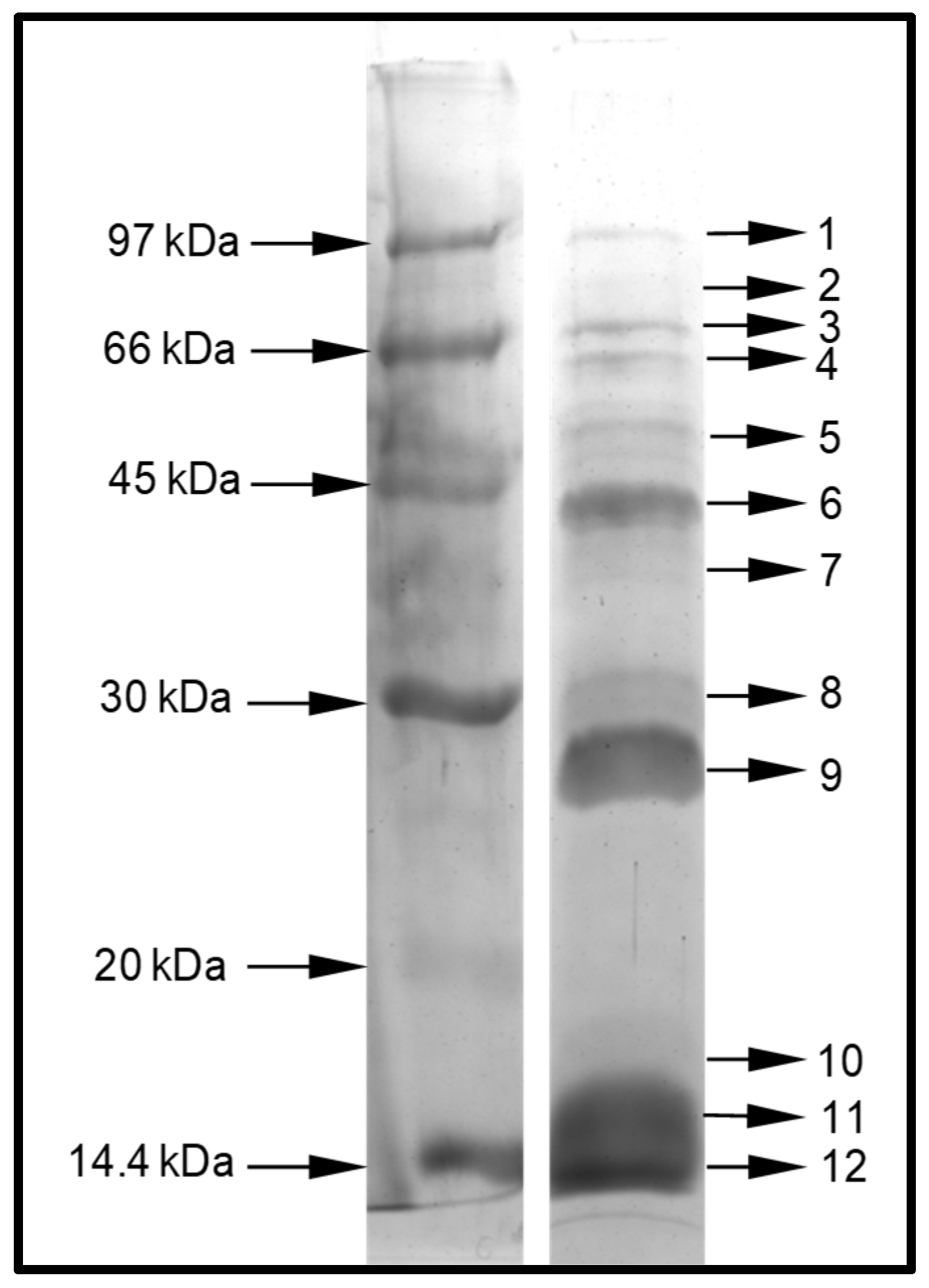 Toxins 11 00448 g001 Toxins 11 00448 g001