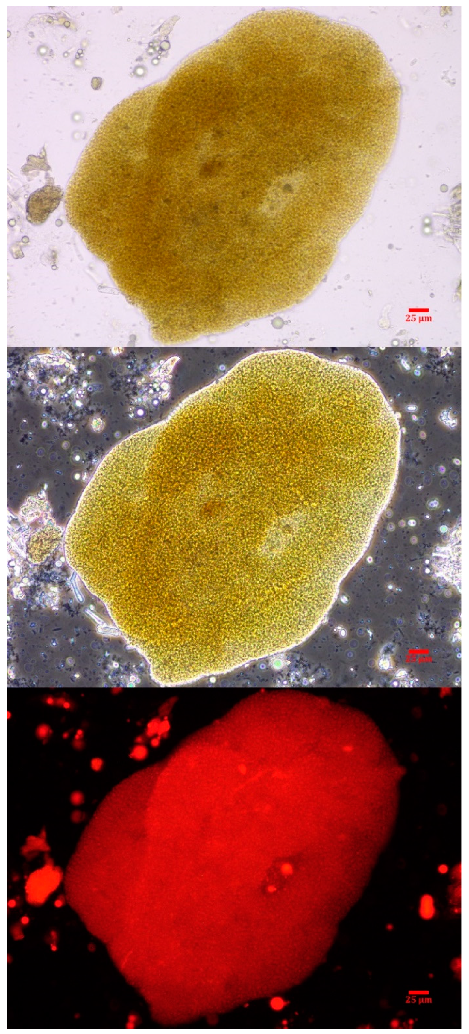 Toxins 11 00456 g002 Toxins 11 00456 g002