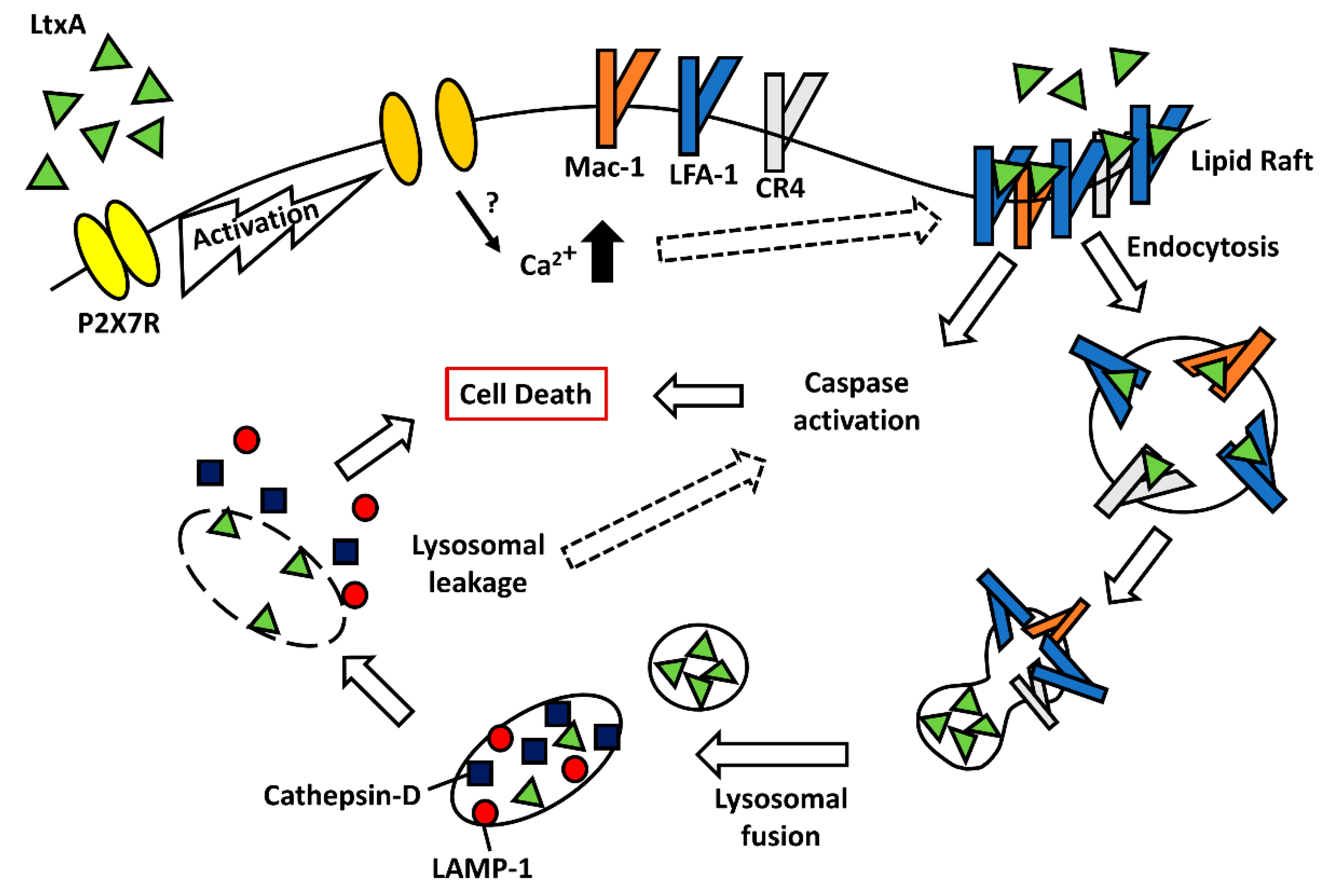 Toxins 11 00489 g002