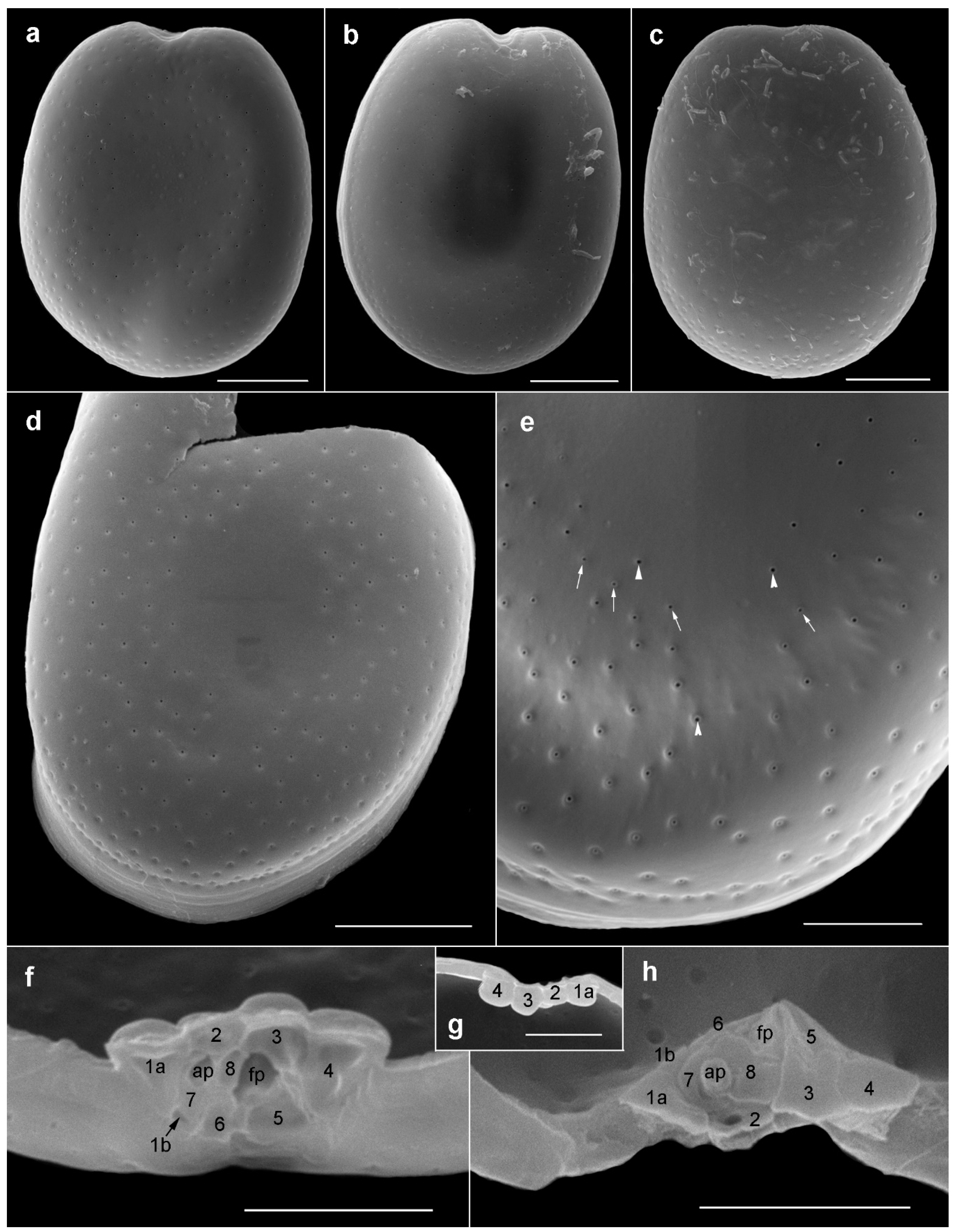 Toxins 11 00571 g005