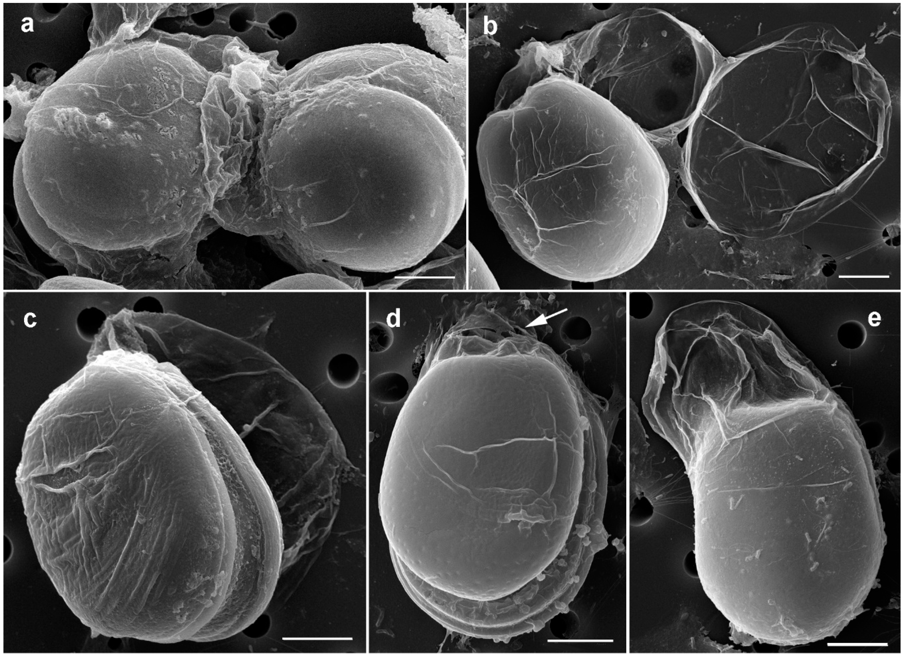 Toxins 11 00571 g006