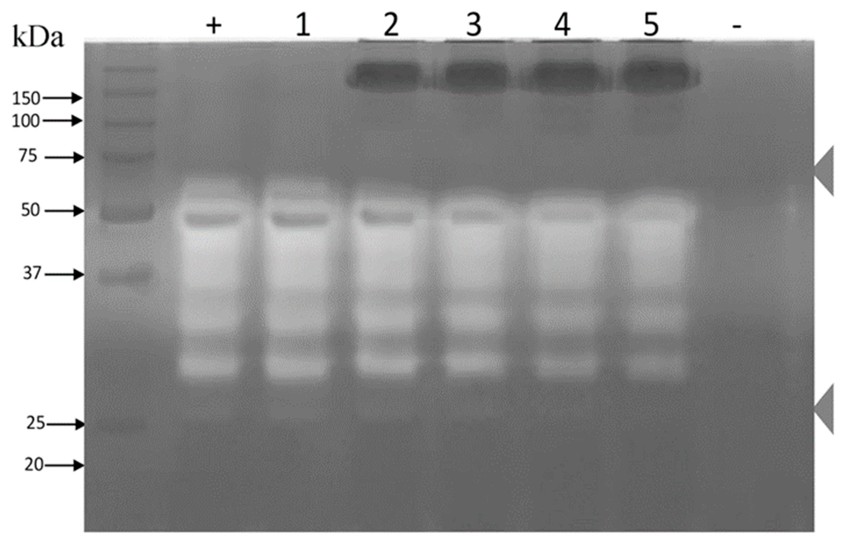Toxins 11 00702 g006