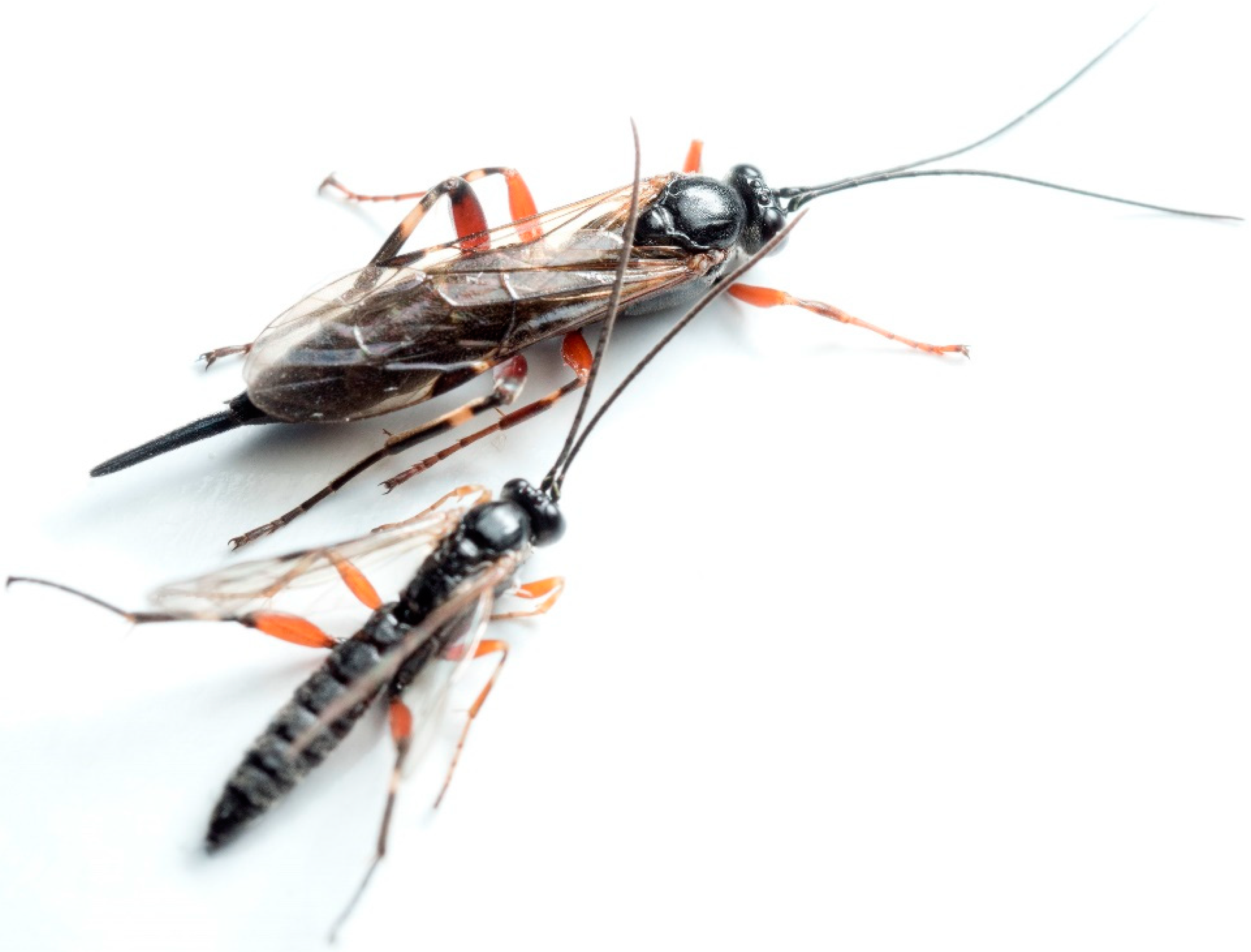 Toxins 11 00721 g001 Toxins 11 00721 g001