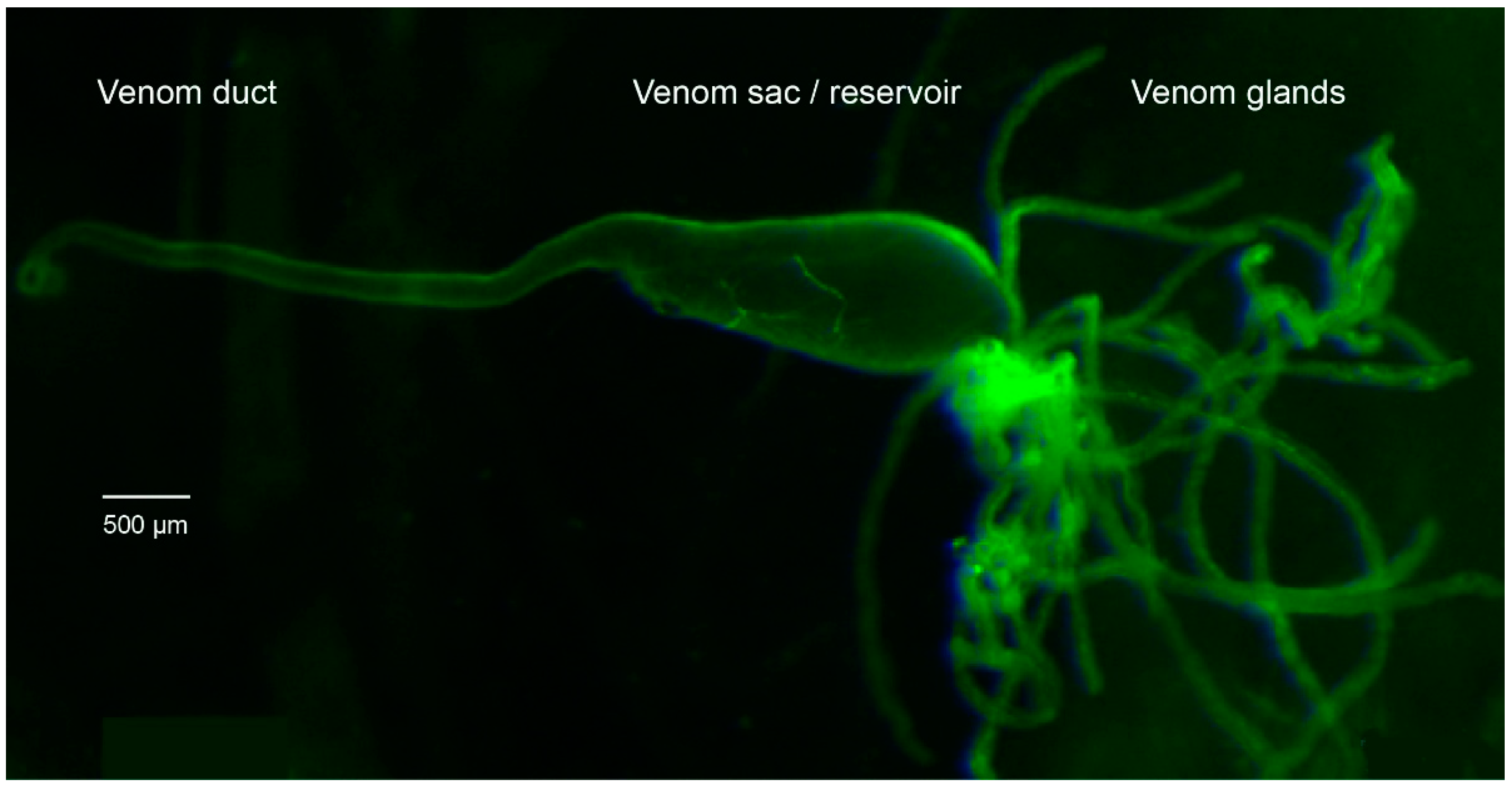 Toxins 11 00721 g005 Toxins 11 00721 g005
