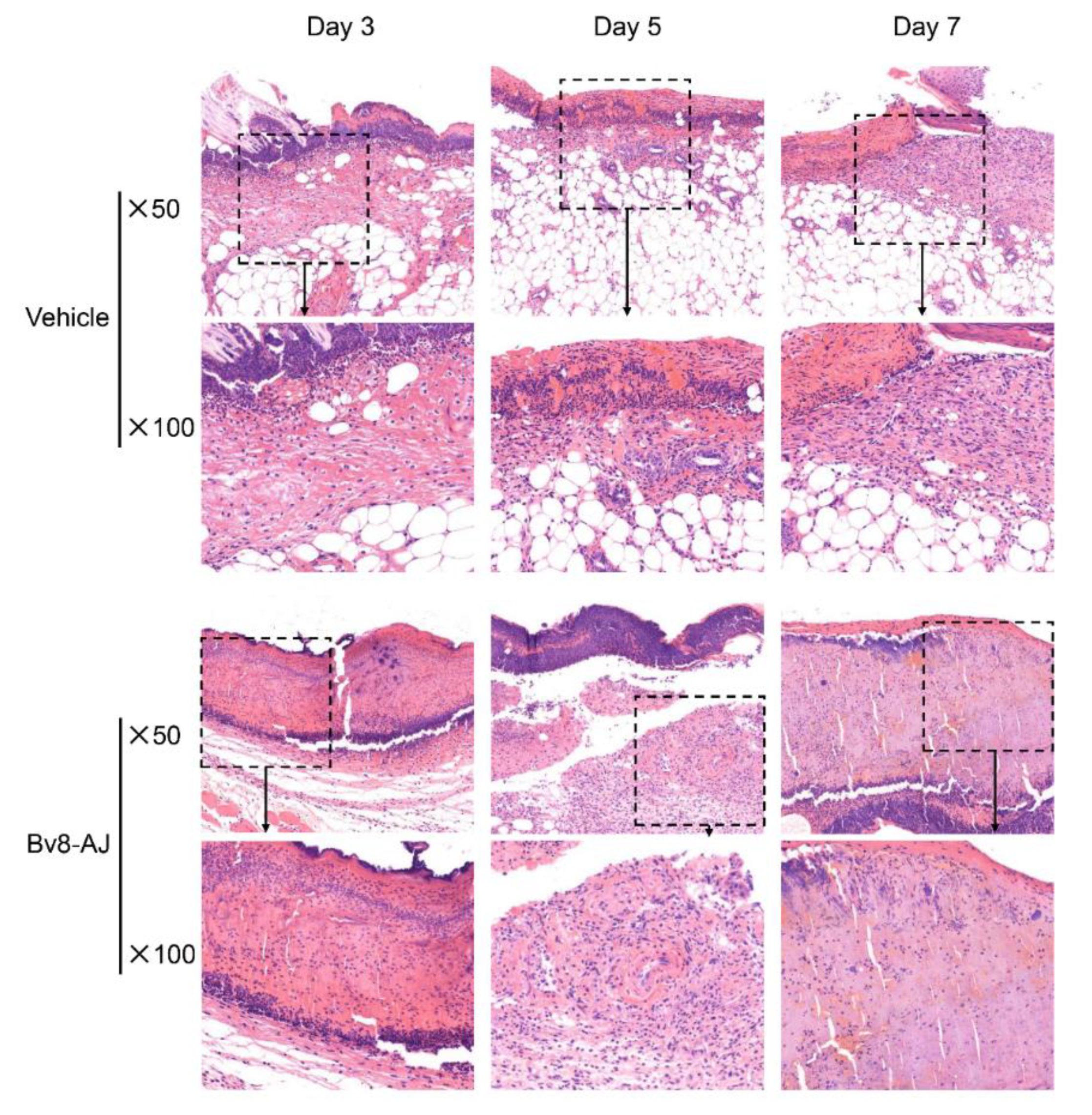 Toxins 12 00015 g005a
