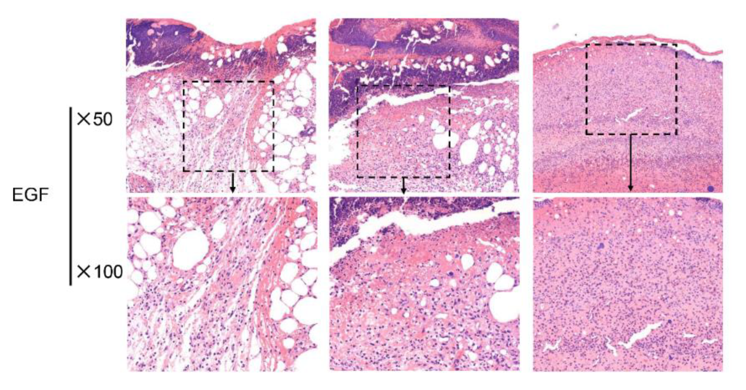 Toxins 12 00015 g005b