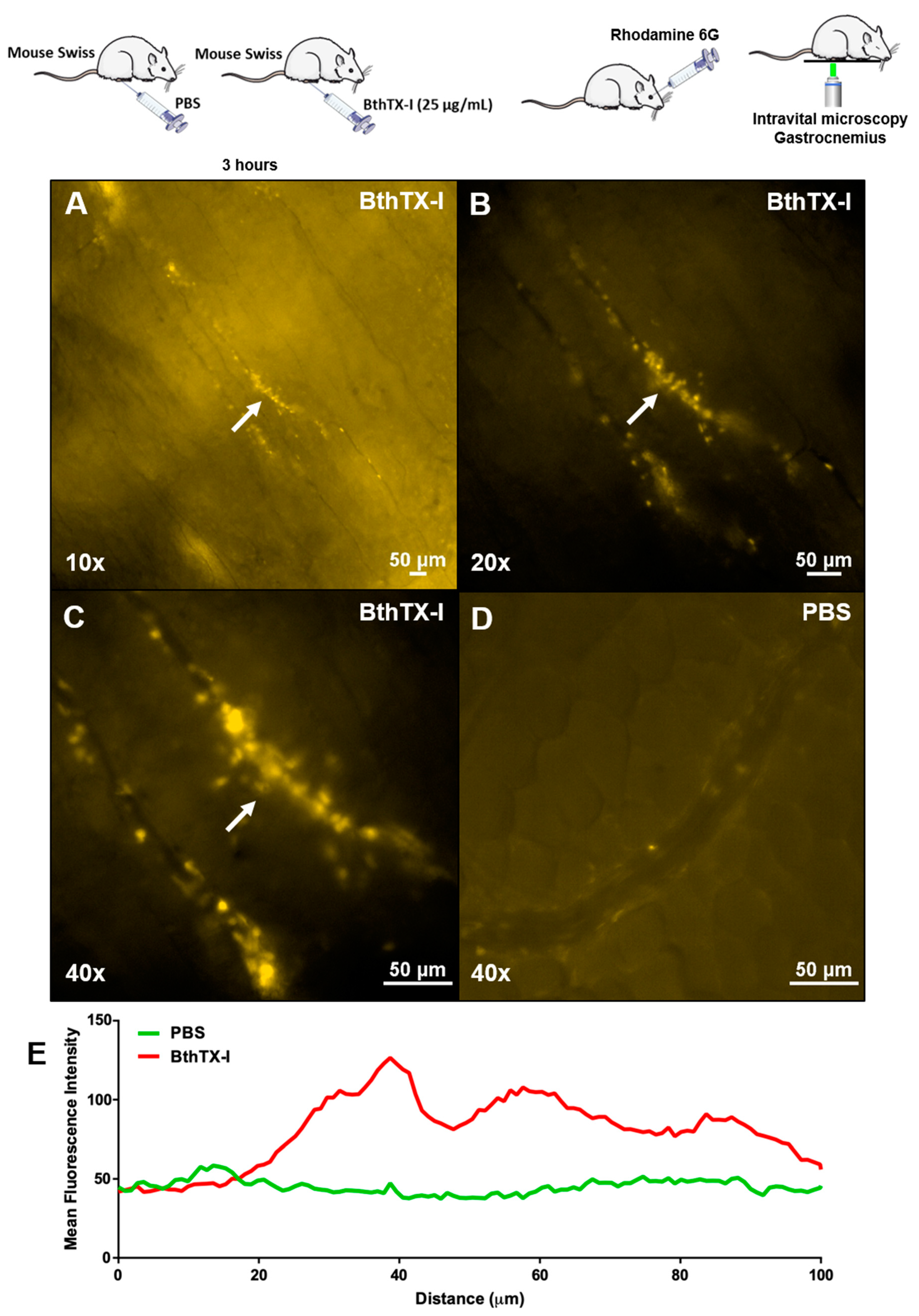 Toxins 12 00022 g002 Toxins 12 00022 g002