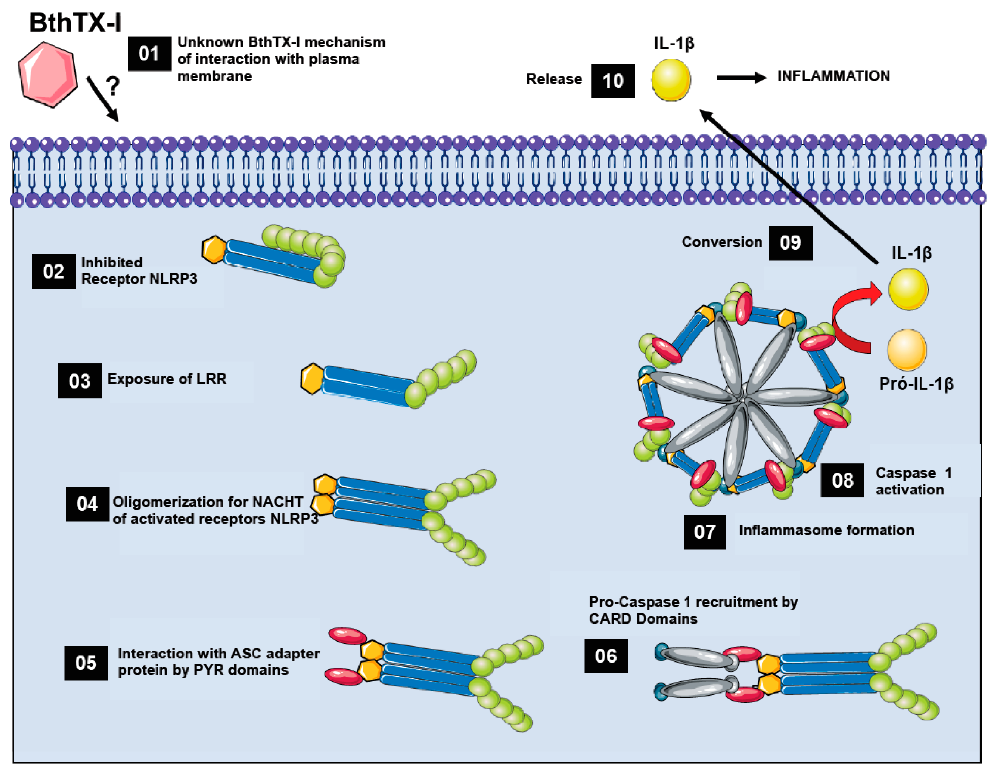 Toxins 12 00022 g005 Toxins 12 00022 g005