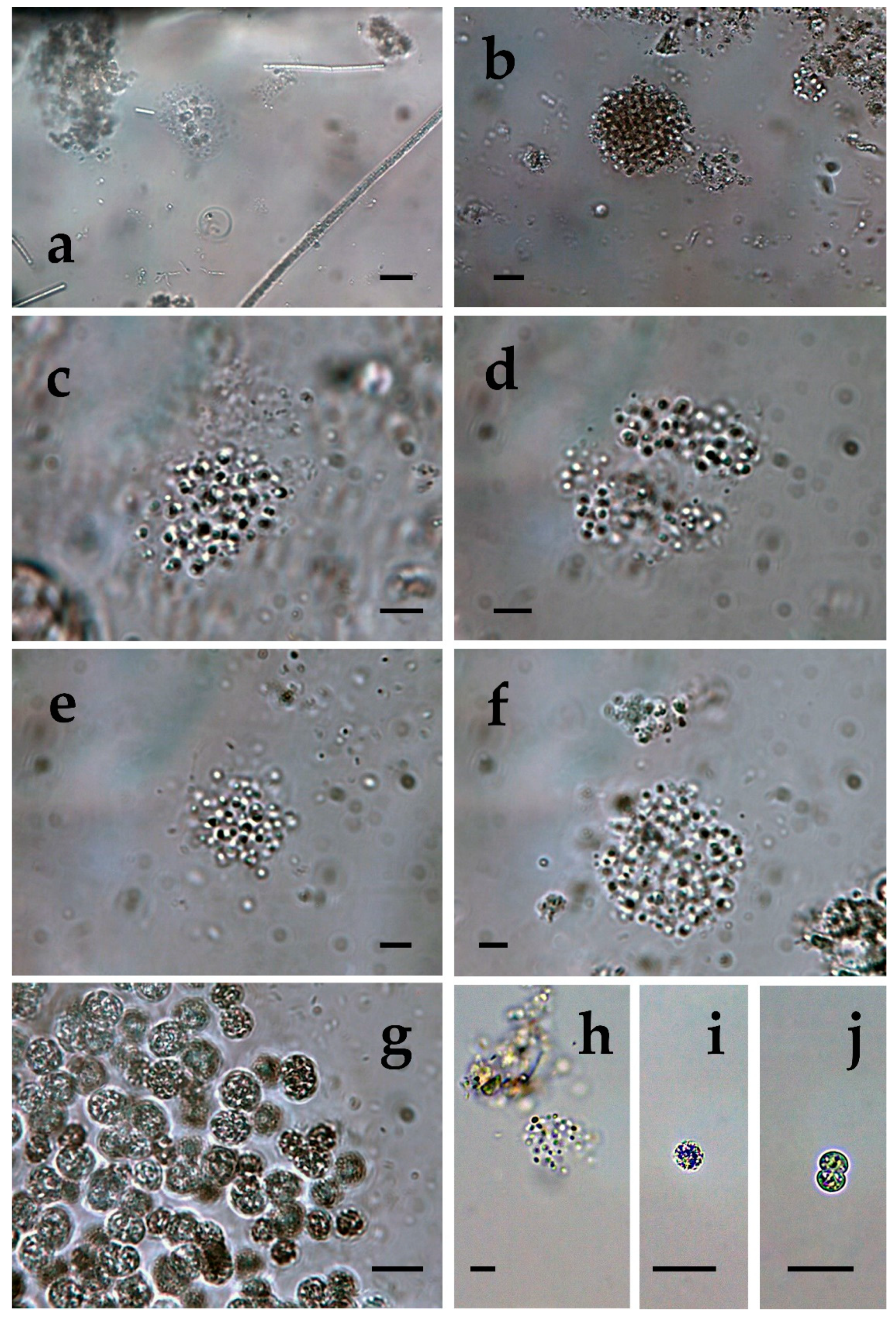 Toxins 12 00039 g005