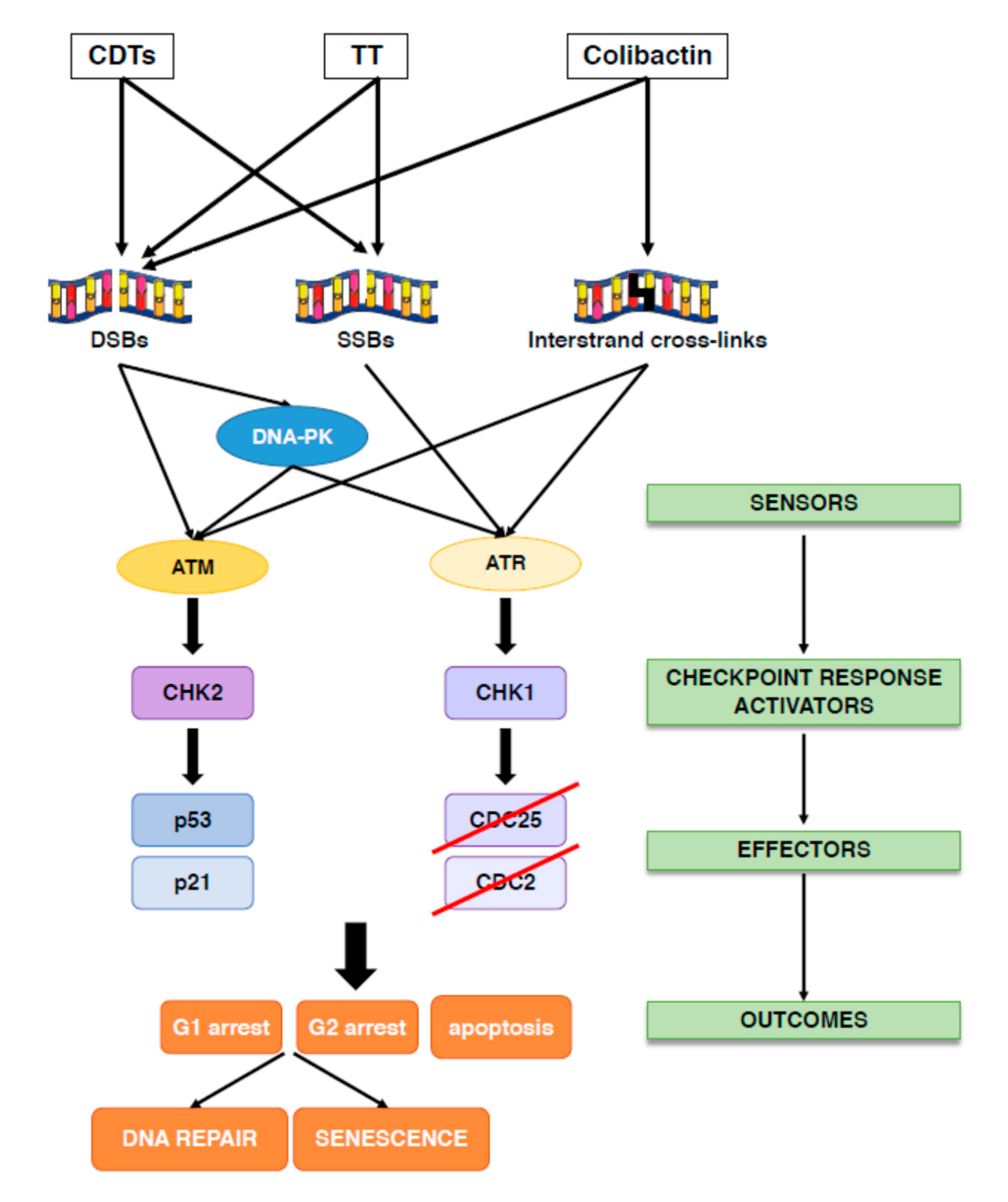 Toxins 12 00063 g003