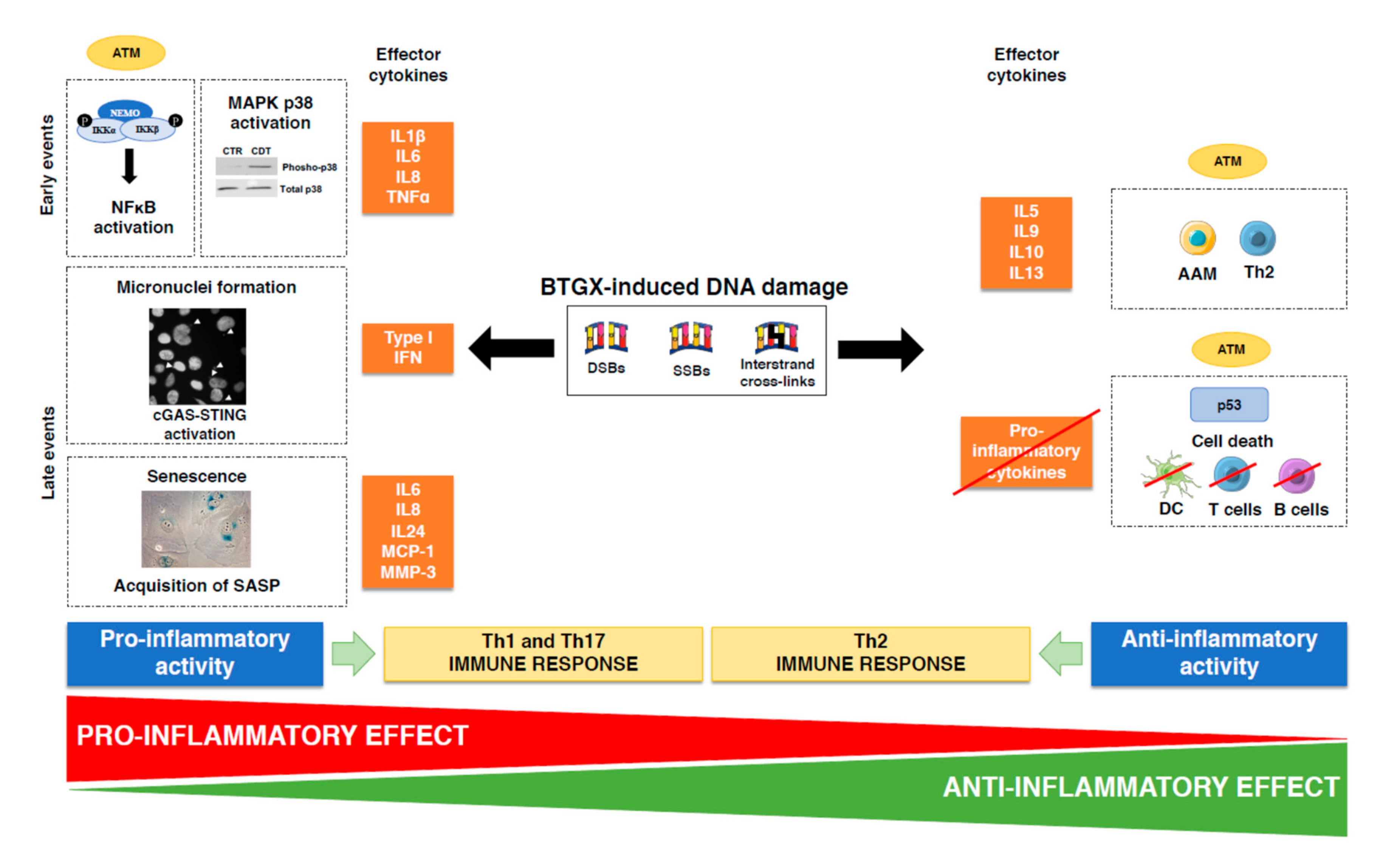 Toxins 12 00063 g005