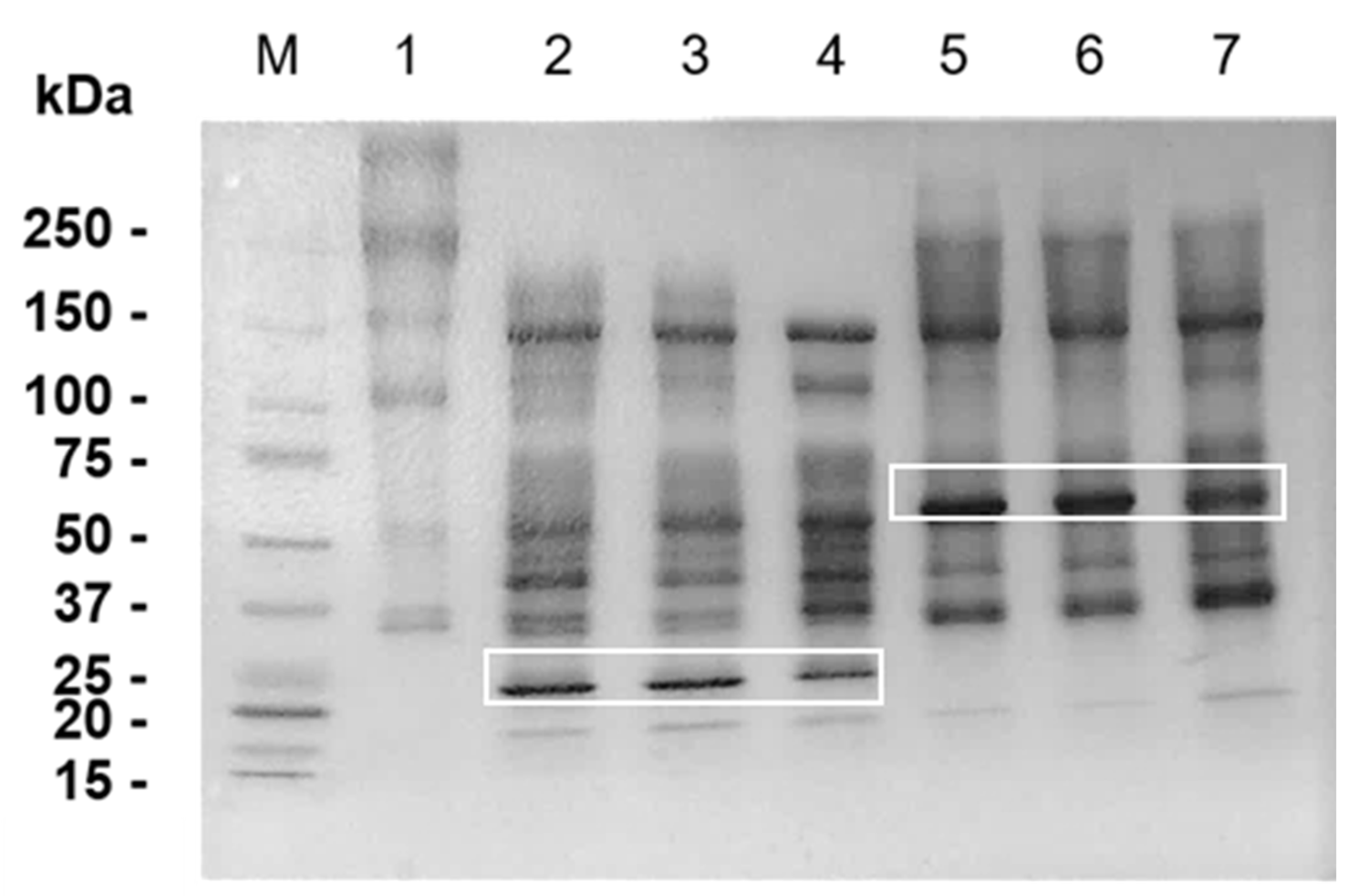 Toxins 12 00096 g005 Toxins 12 00096 g005