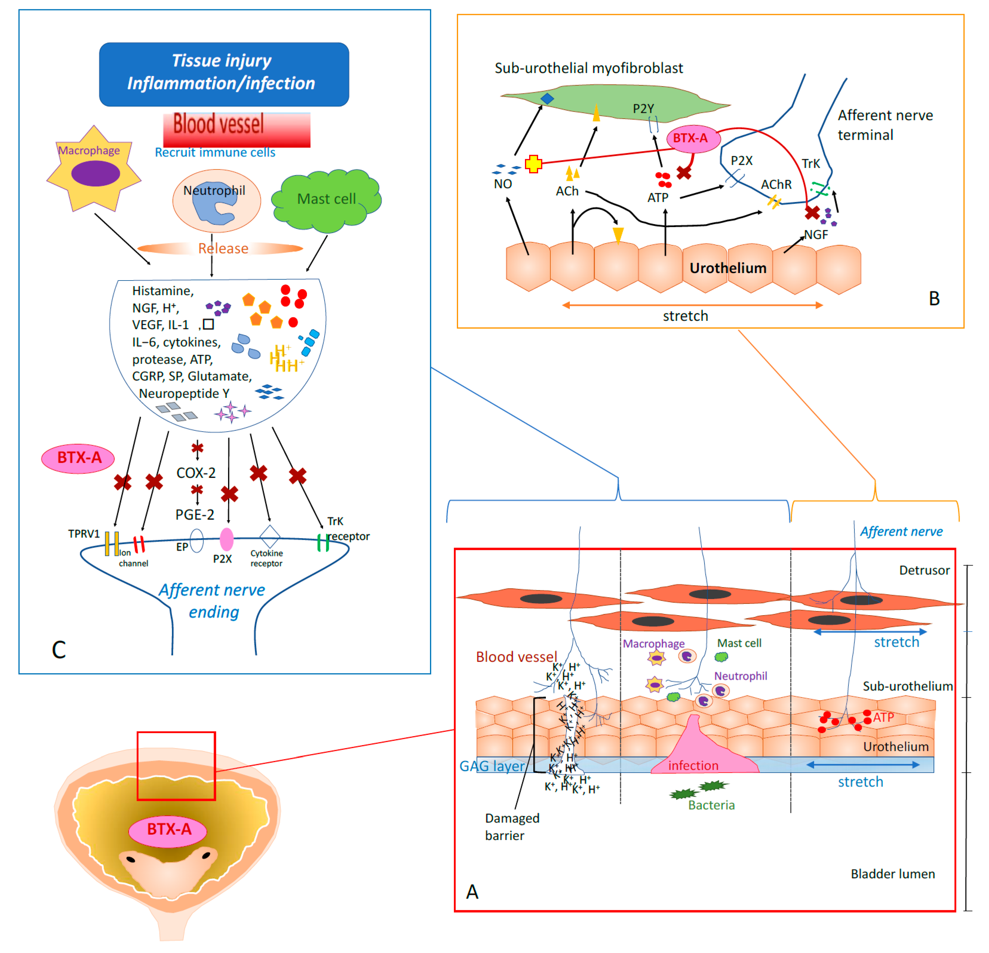 Toxins 12 00098 g001