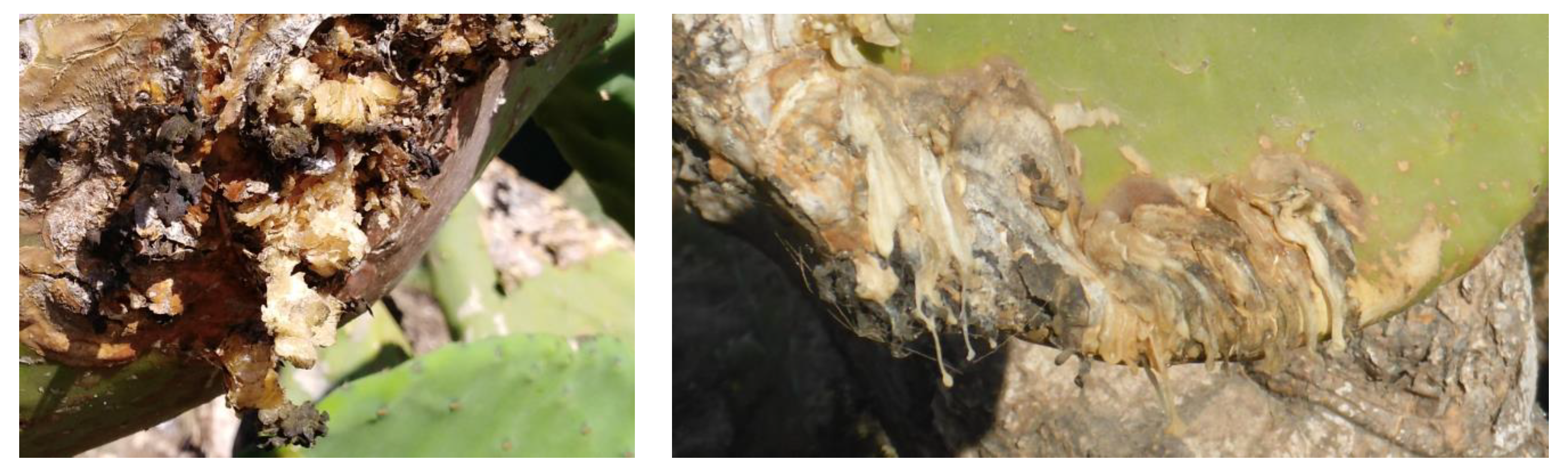 Toxins 12 00126 g001 Toxins 12 00126 g001