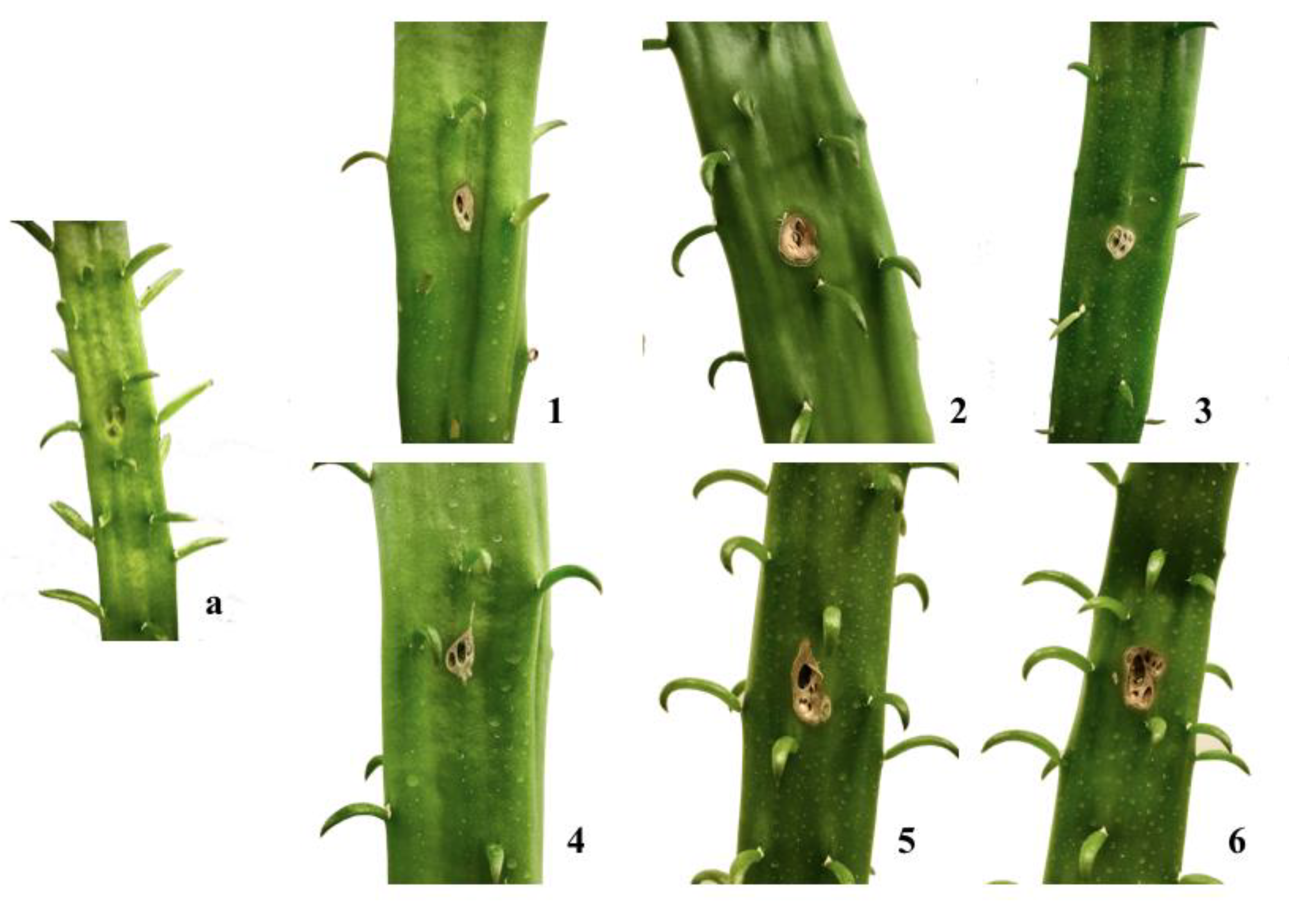 Toxins 12 00126 g005 Toxins 12 00126 g005