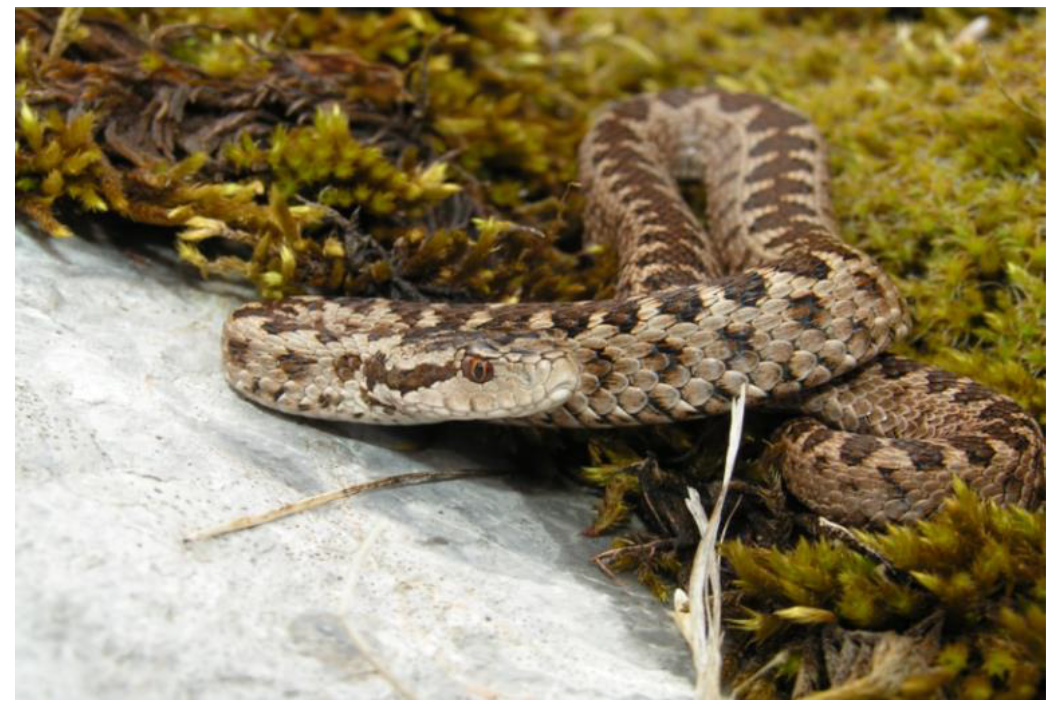 Toxins 12 00187 g001 Toxins 12 00187 g001