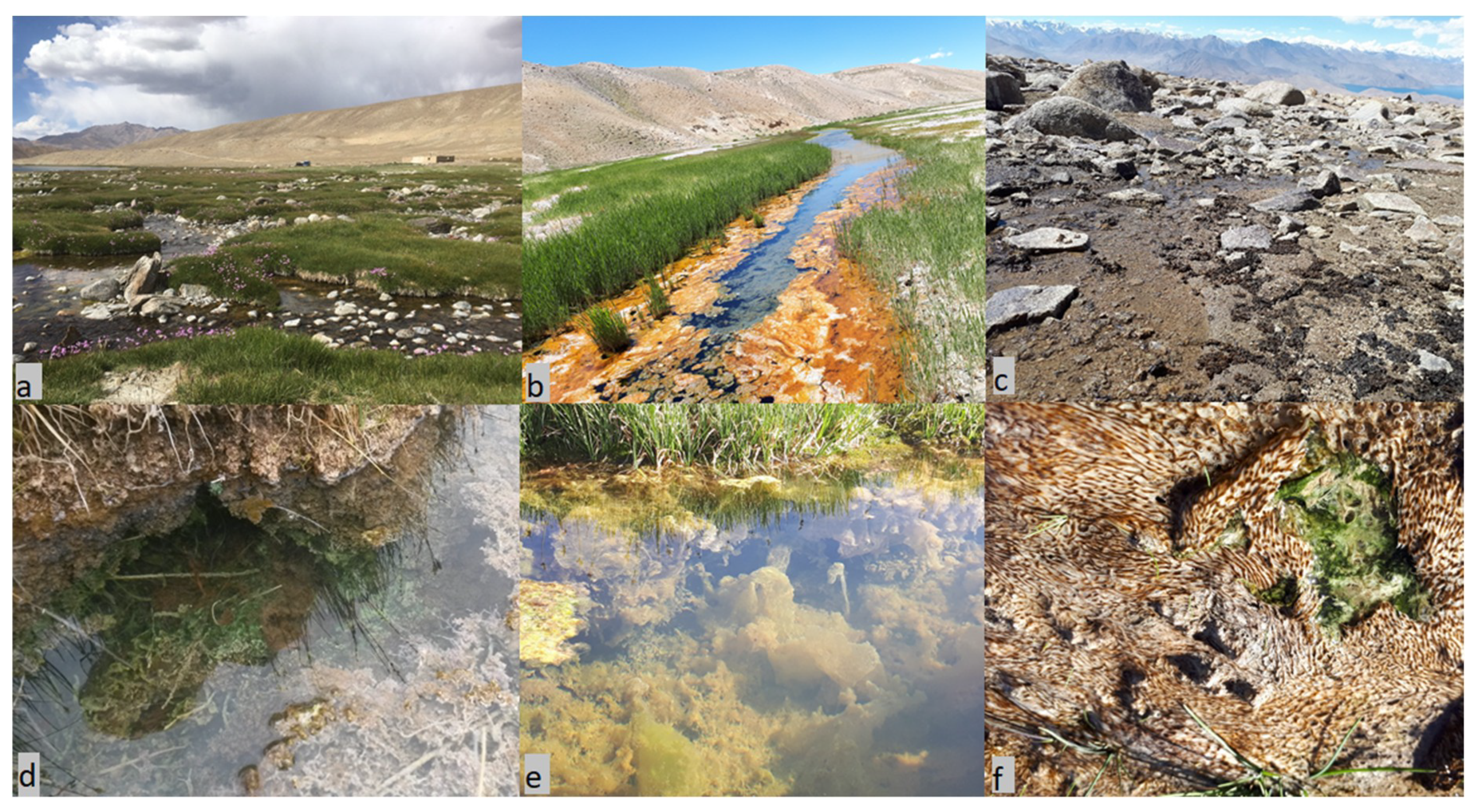 Toxins 12 00244 g001 Toxins 12 00244 g001