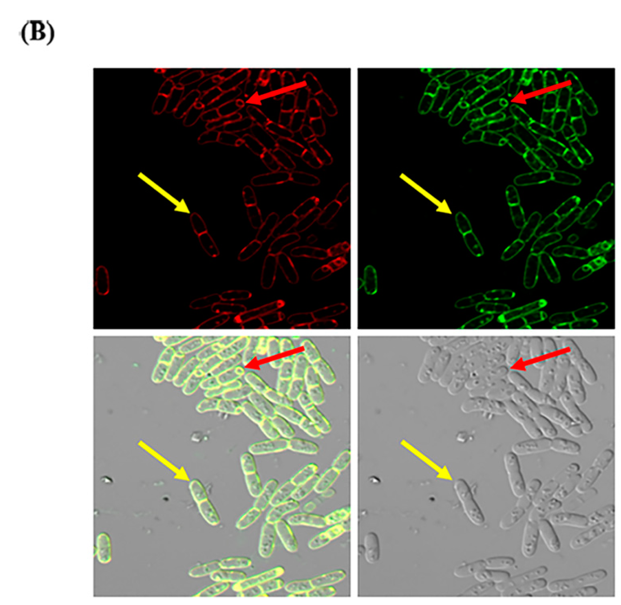 Toxins 12 00252 g003b