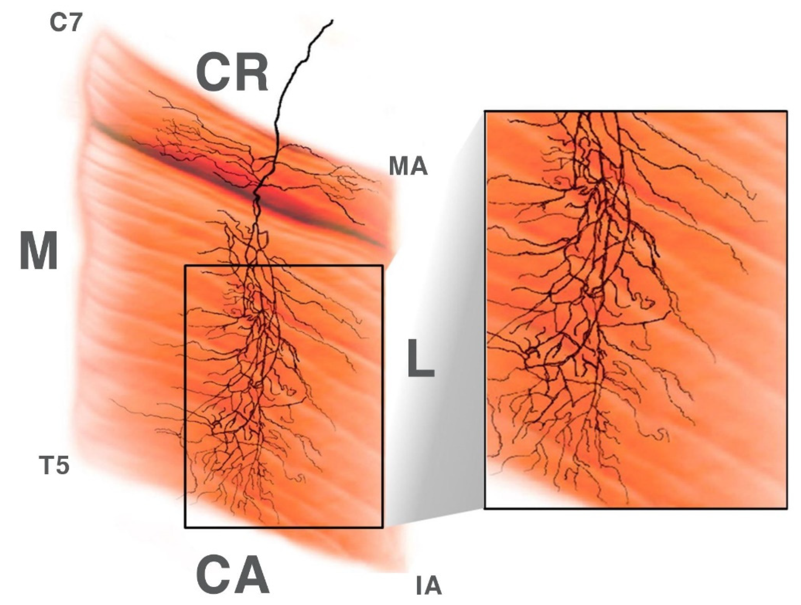 Toxins 12 00289 g001