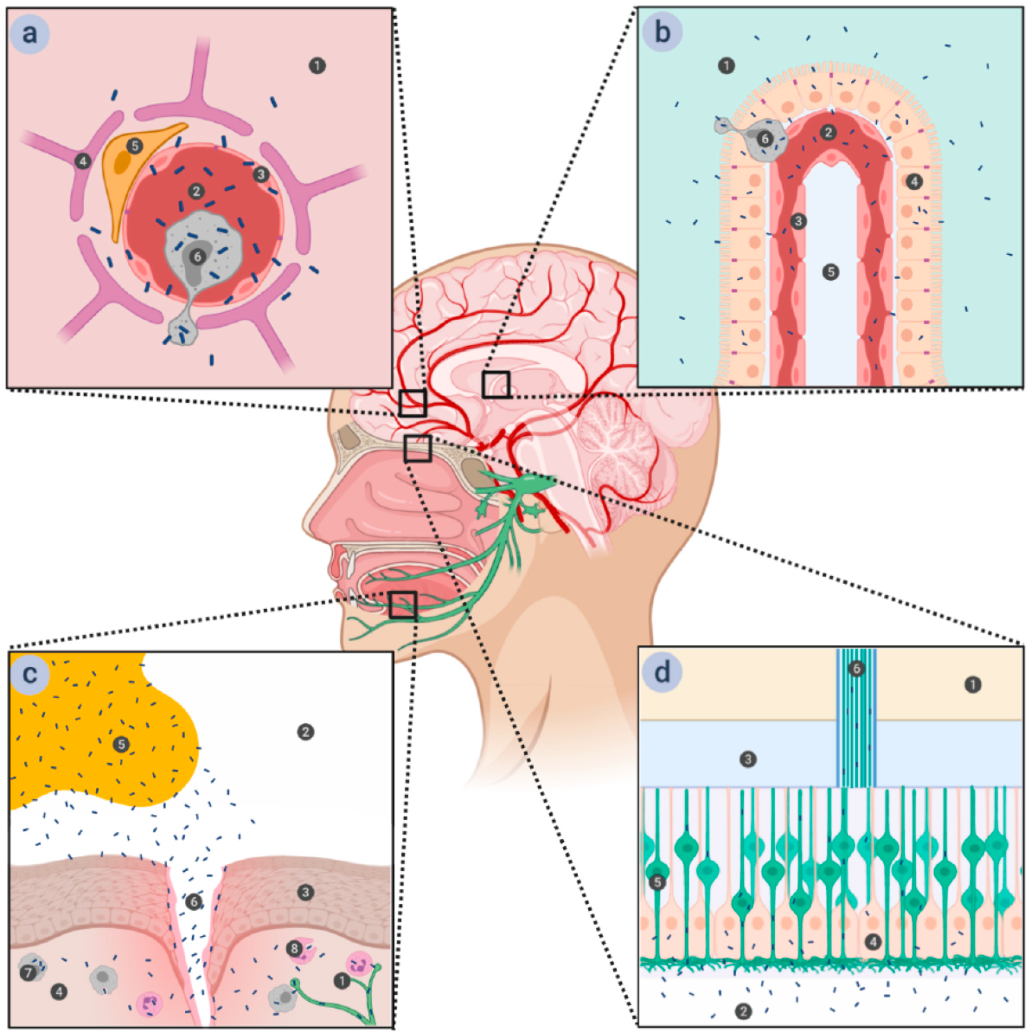 Toxins 12 00297 g001