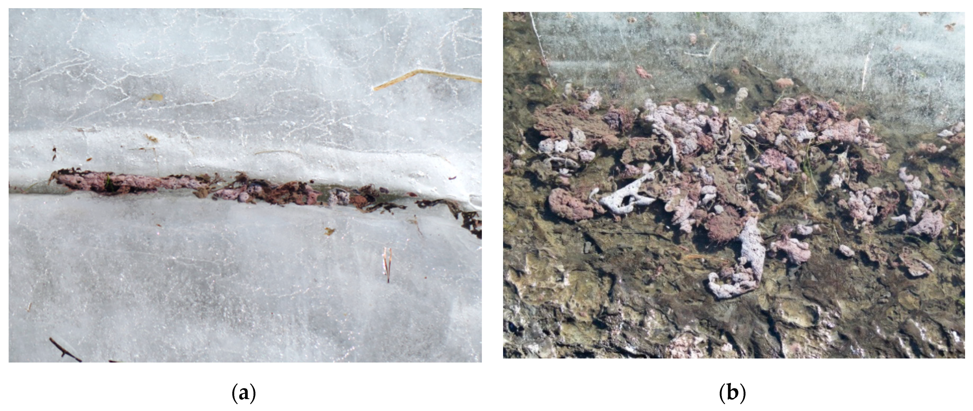 Toxins 12 00298 g002