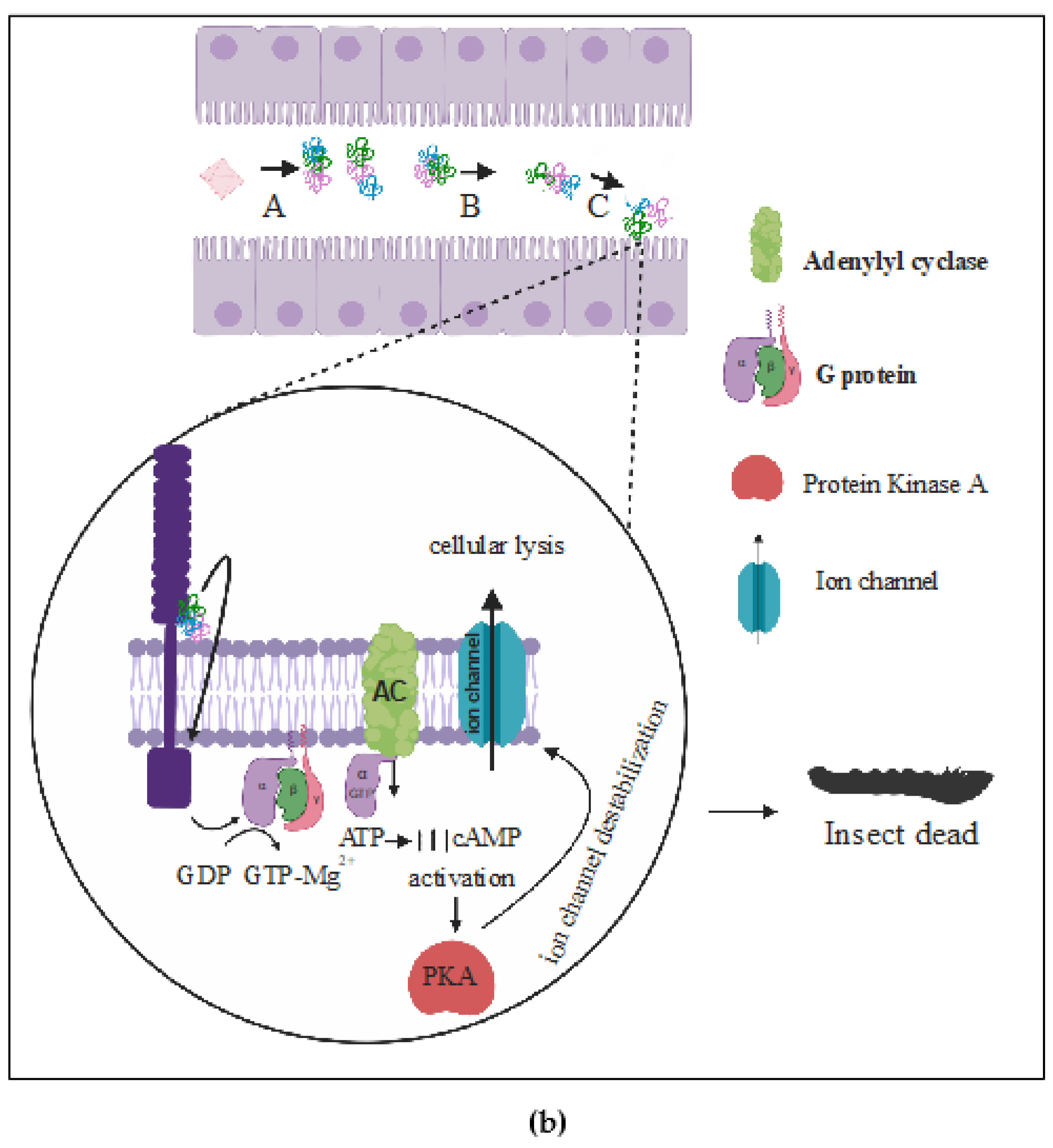 Toxins 12 00301 g002b
