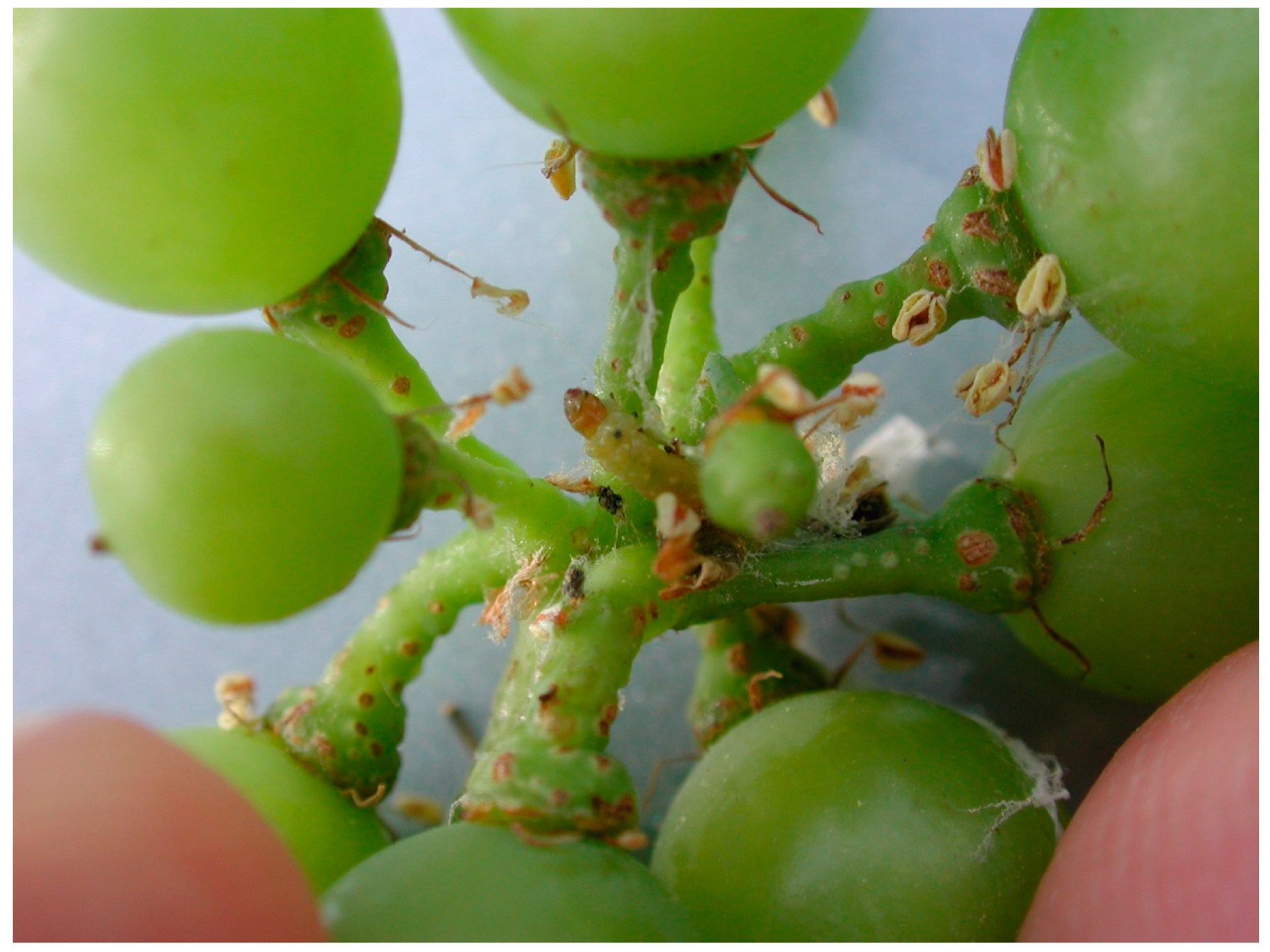 Toxins 12 00303 g002