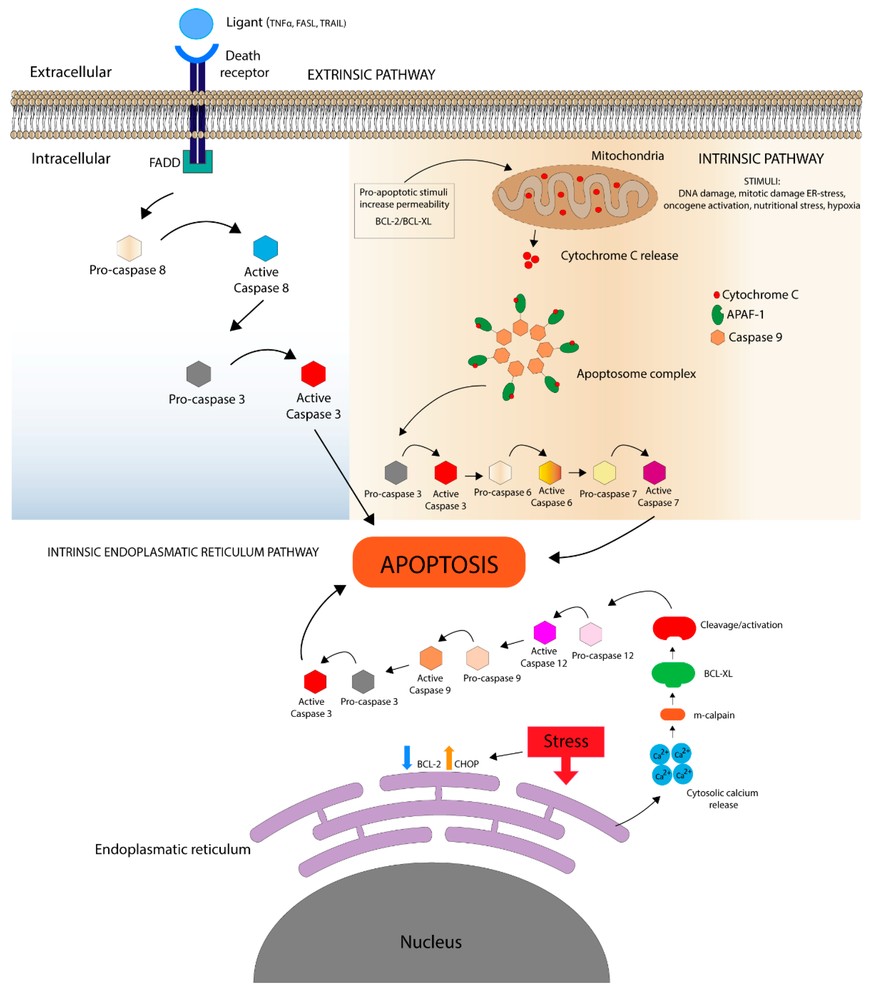 Toxins 12 00326 g001 Toxins 12 00326 g001