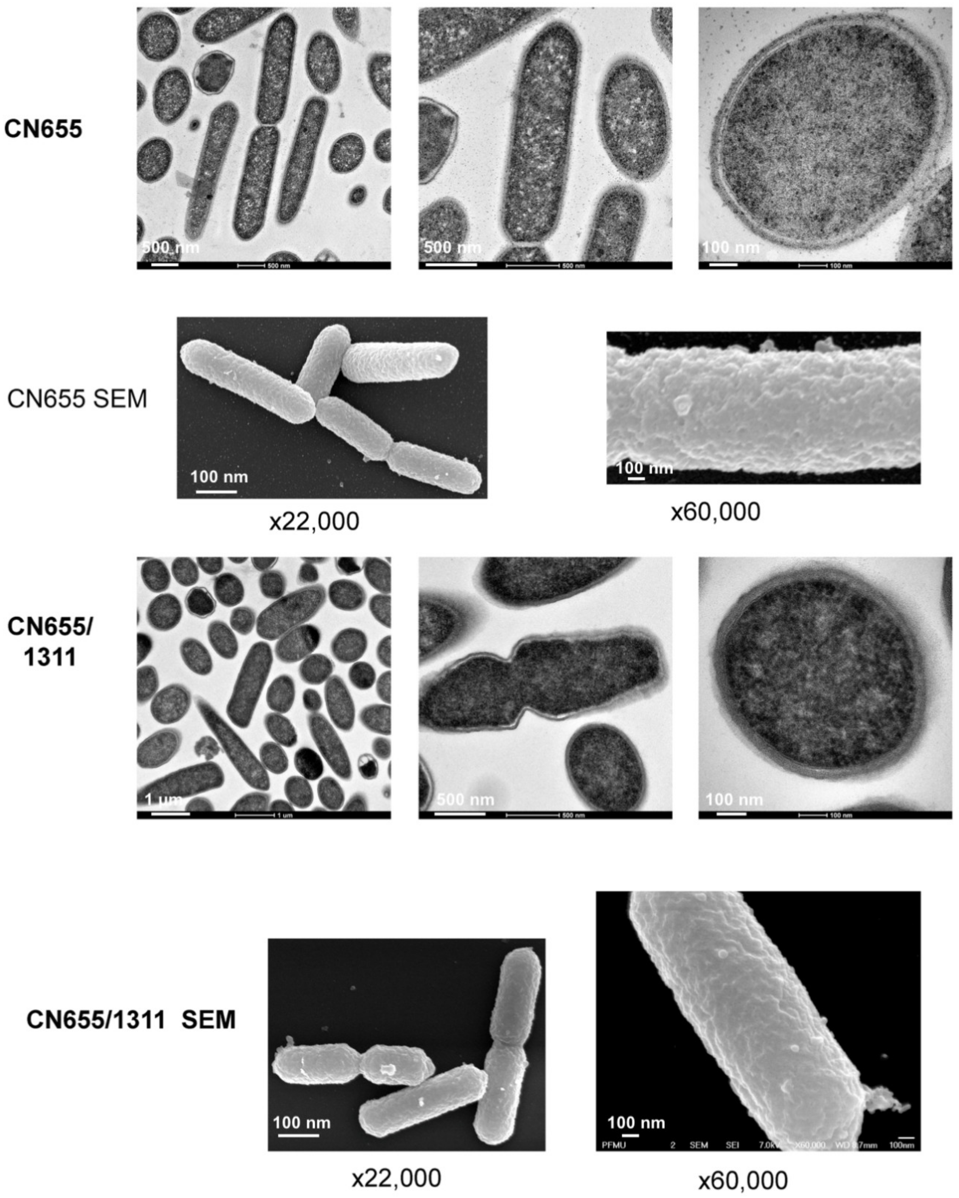 Toxins 12 00328 g008 Toxins 12 00328 g008