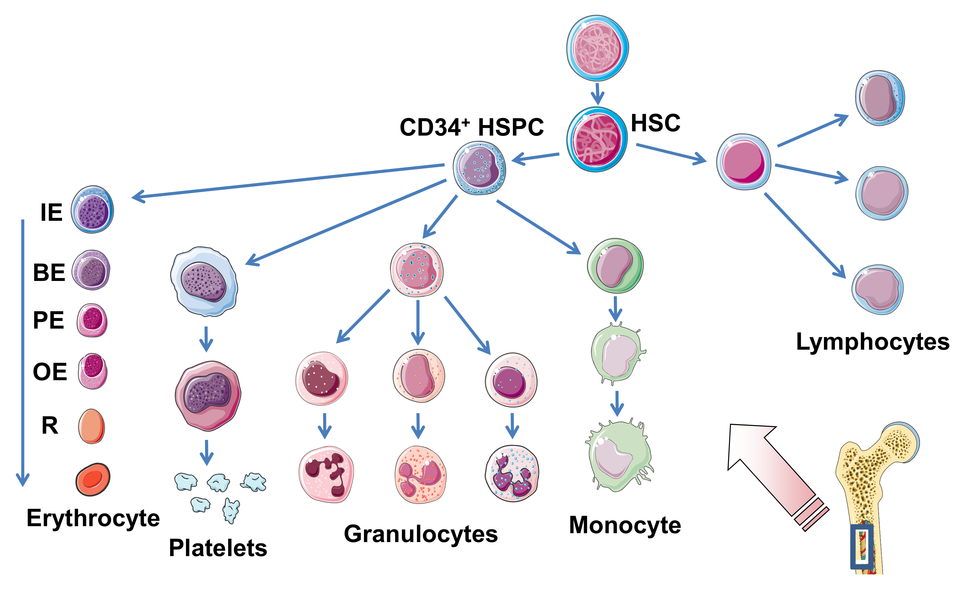 Toxins 12 00373 g001 Toxins 12 00373 g001