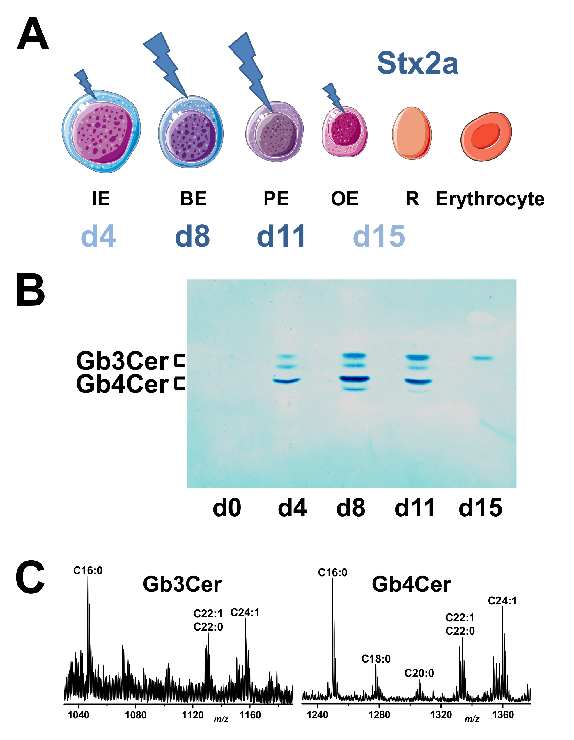 Toxins 12 00373 g008 Toxins 12 00373 g008