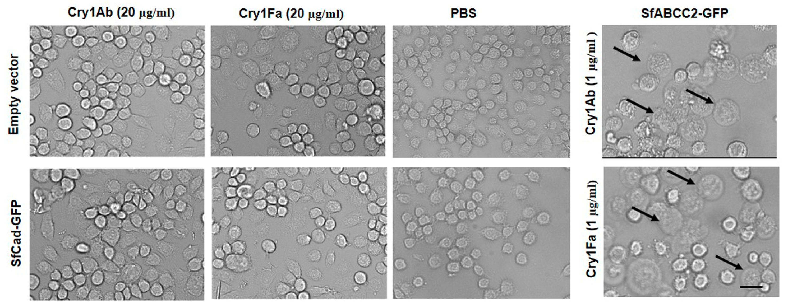 Toxins 12 00375 g004 Toxins 12 00375 g004