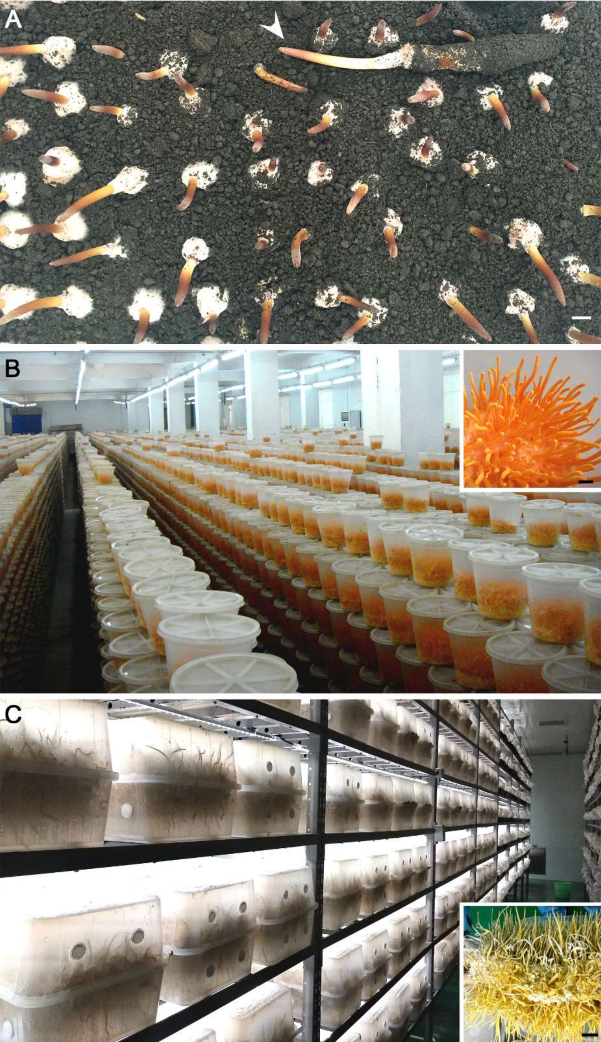 Toxins 12 00410 g001