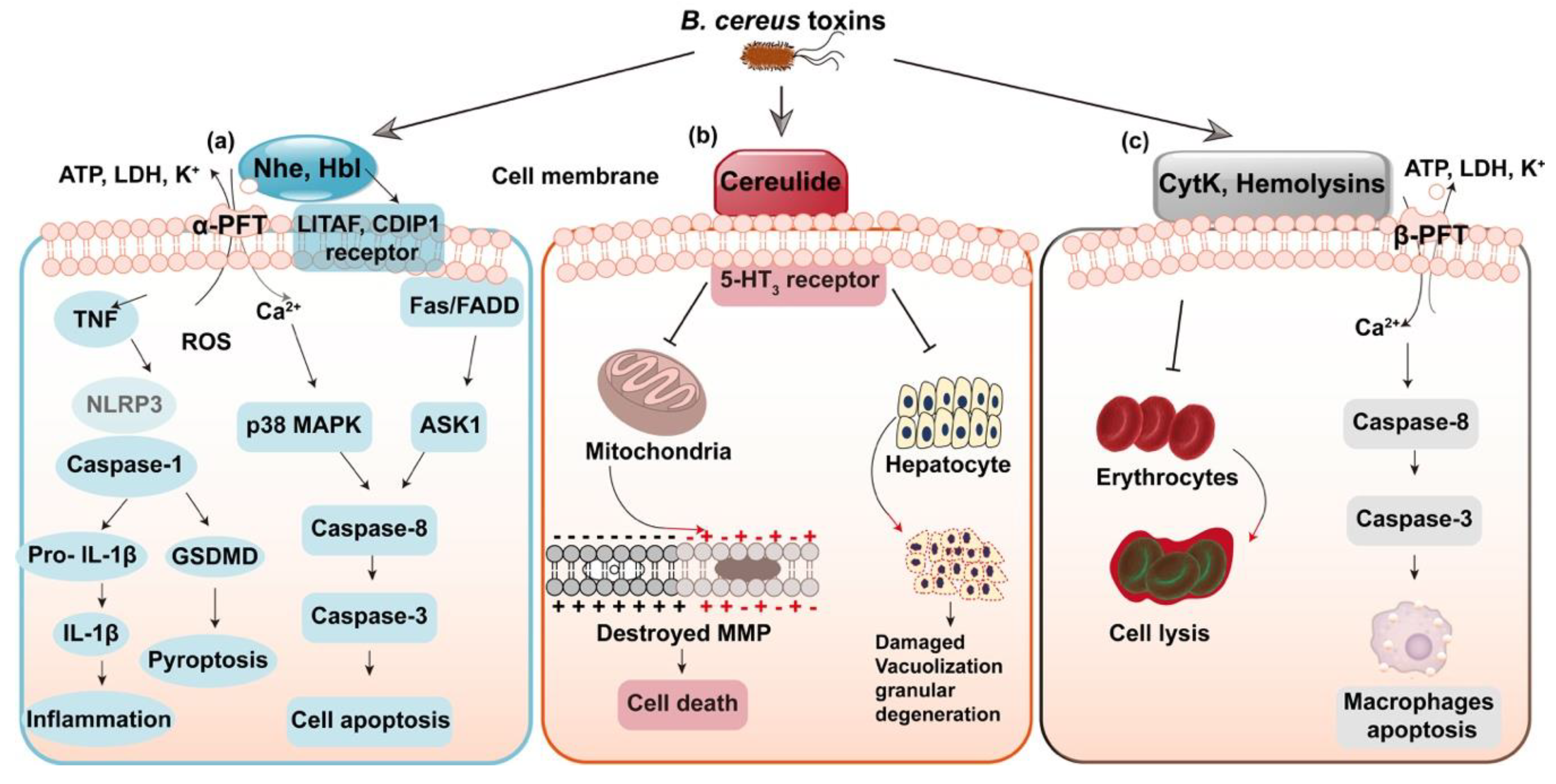 Toxins 12 00454 g001 Toxins 12 00454 g001
