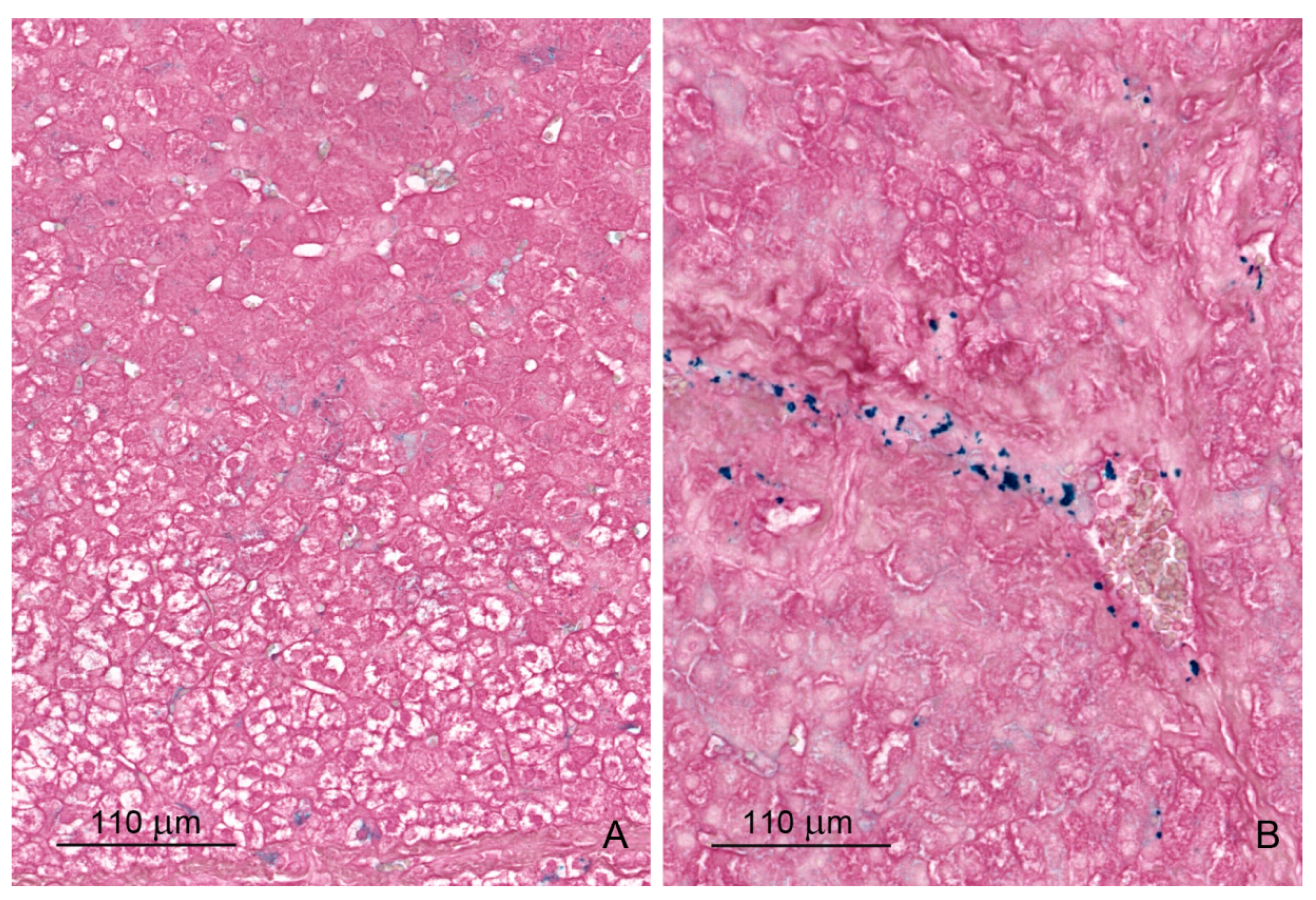 Toxins 12 00463 g006 Toxins 12 00463 g006