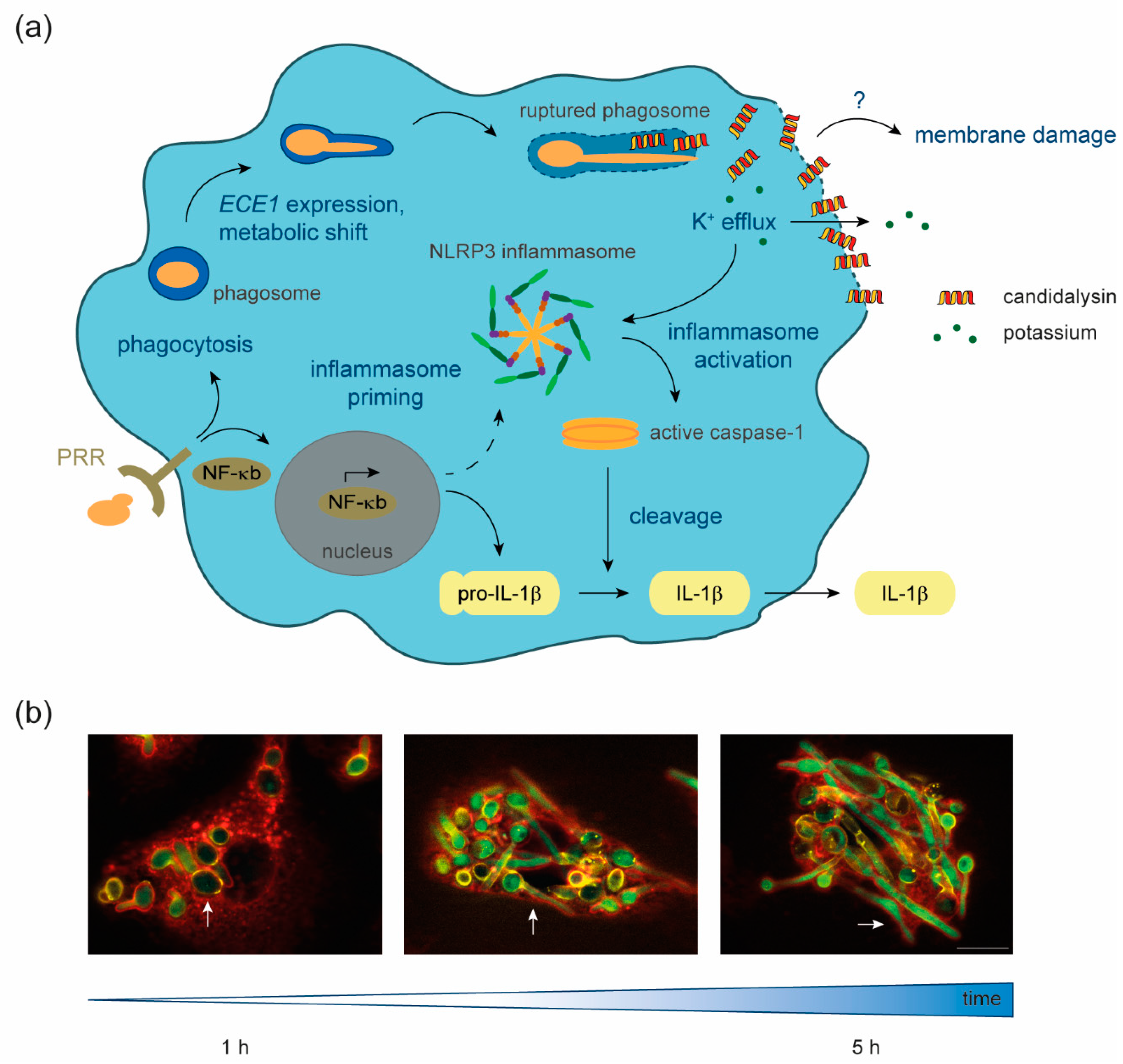 Toxins 12 00469 g001 Toxins 12 00469 g001